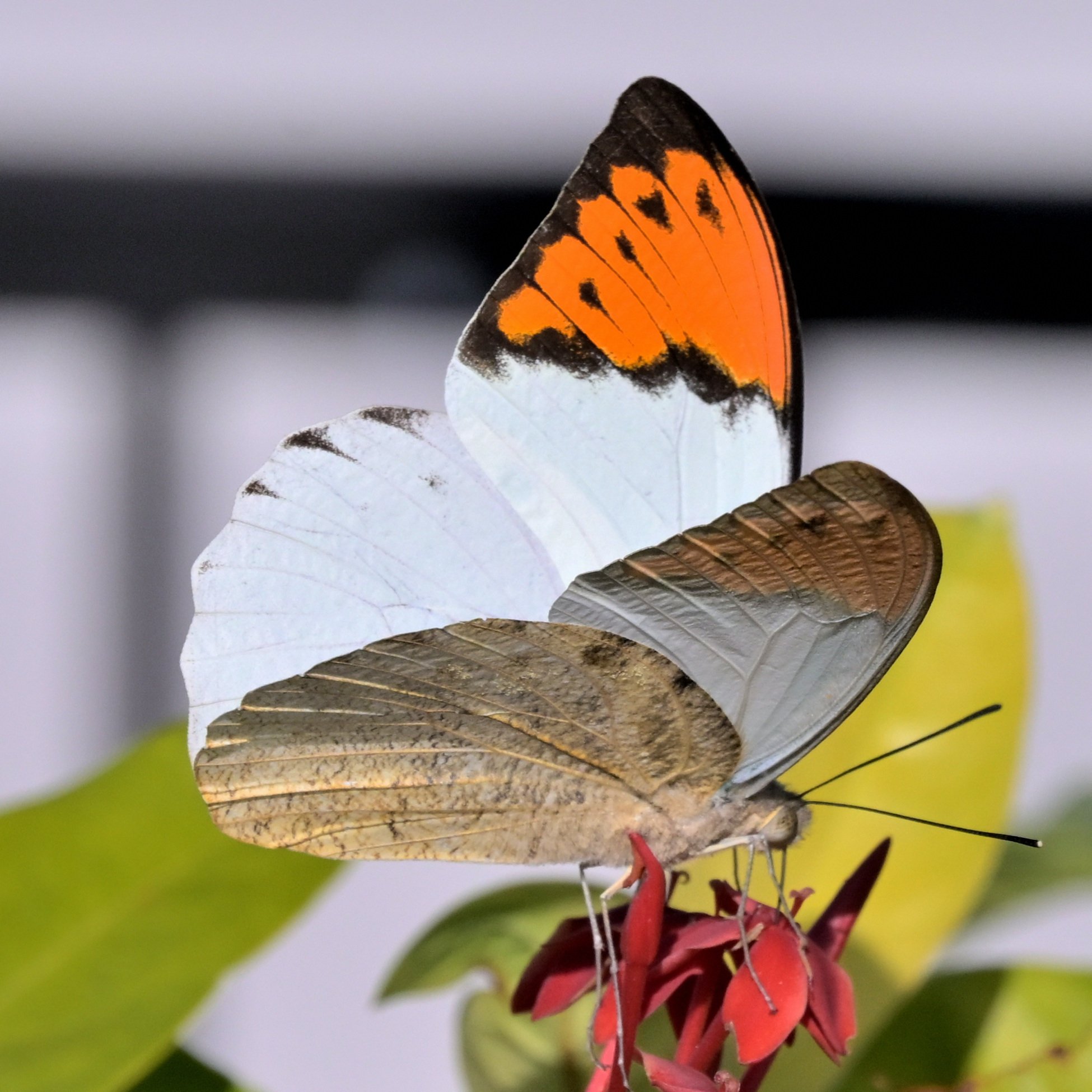 ツマベニチョウ（最近の虫 令和7年12月撮影分、第2編｜沖縄散歩人