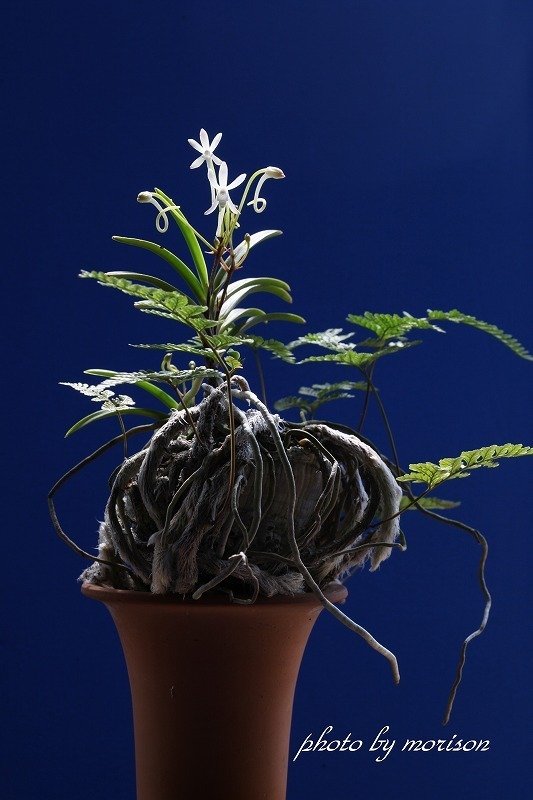 Mimy　 富貴蘭鉢　二重透かし彫り（鳥） Mimy 富貴蘭鉢 二重透かし彫り（鳥） 富貴蘭鉢 二重透かし彫り（鳥