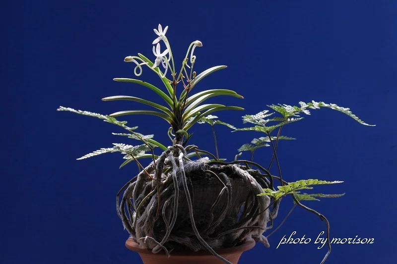 富貴蘭「伊勢矮鶏の貝殻付け」の花(過去の画像倉庫から)｜KJ Morison
