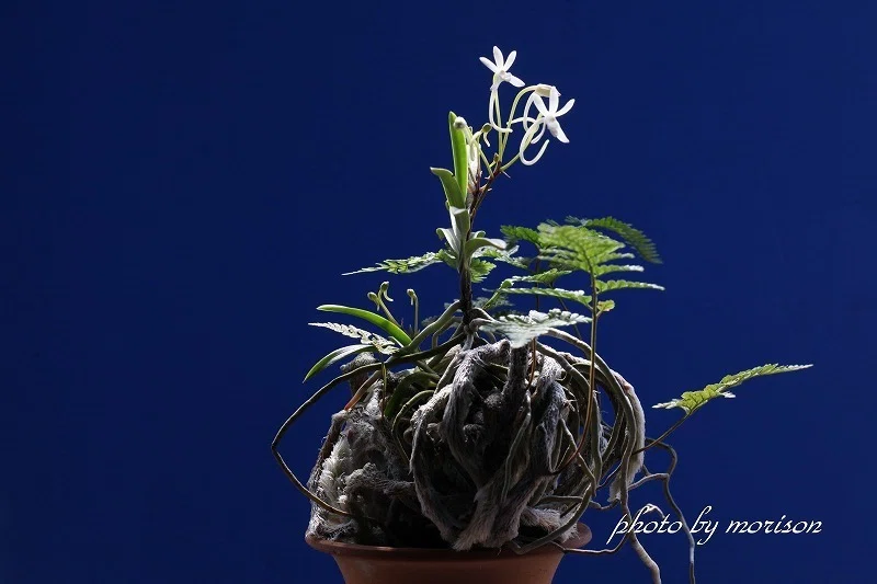 富貴蘭「伊勢矮鶏の貝殻付け」の花(過去の画像倉庫から)｜KJ Morison