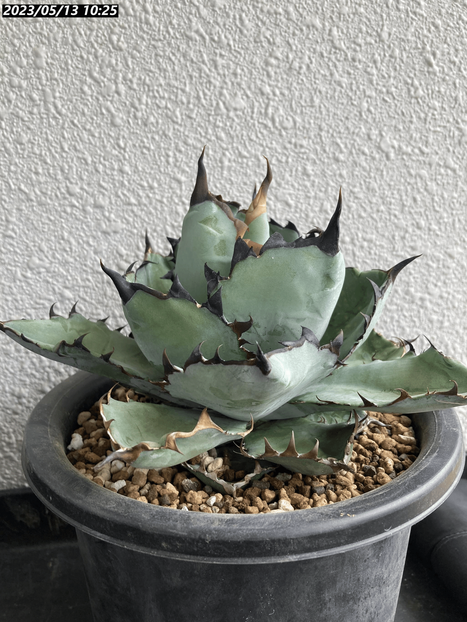 2022/4月~随時更新】アガベ BB ブラックアンドブルーの成長記録 2022/4月~随時更新】アガベ BB ブラックアンドブルーの成長記録