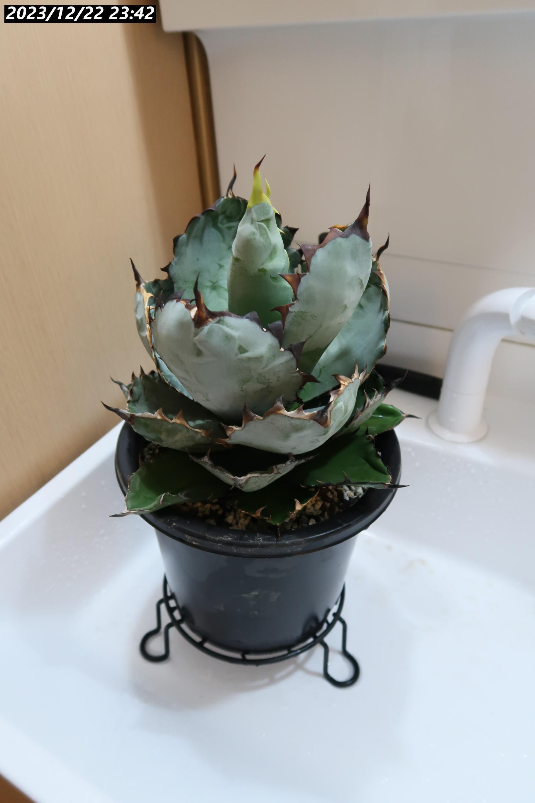 2022/4月～随時更新】アガベ BB ブラックアンドブルーの成長記録