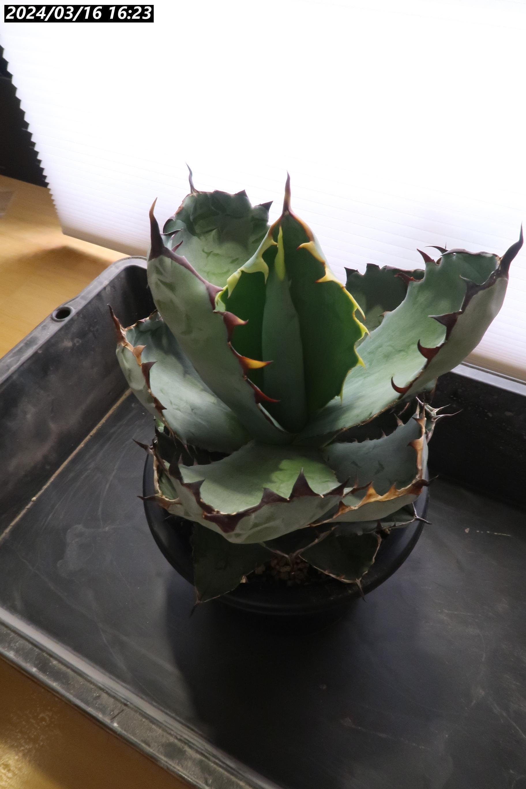 2022/4月～随時更新】アガベ BB ブラックアンドブルーの成長記録