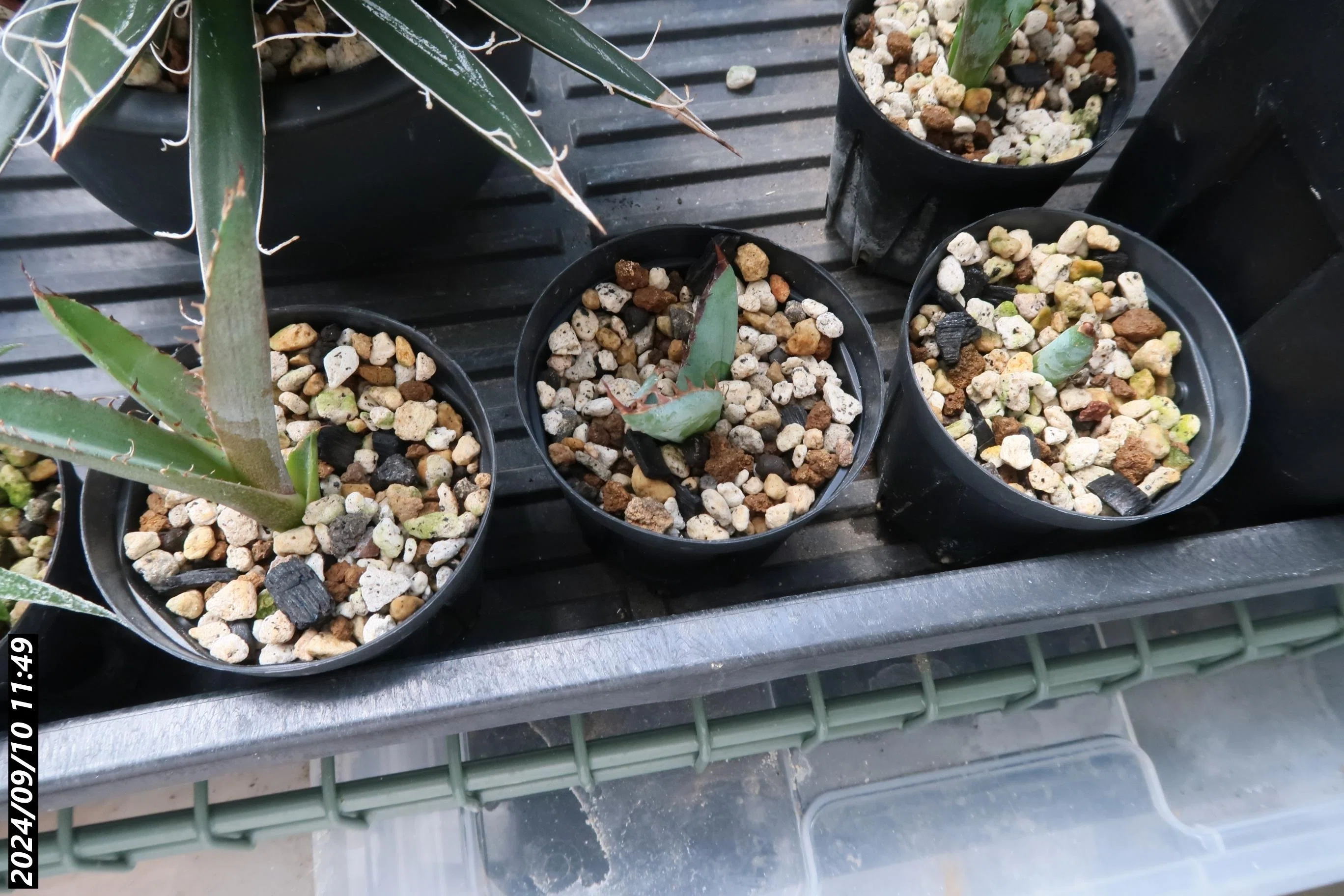 AE16【優秀選抜株】将来有望です株 多肉植物アガベ チタノタBB