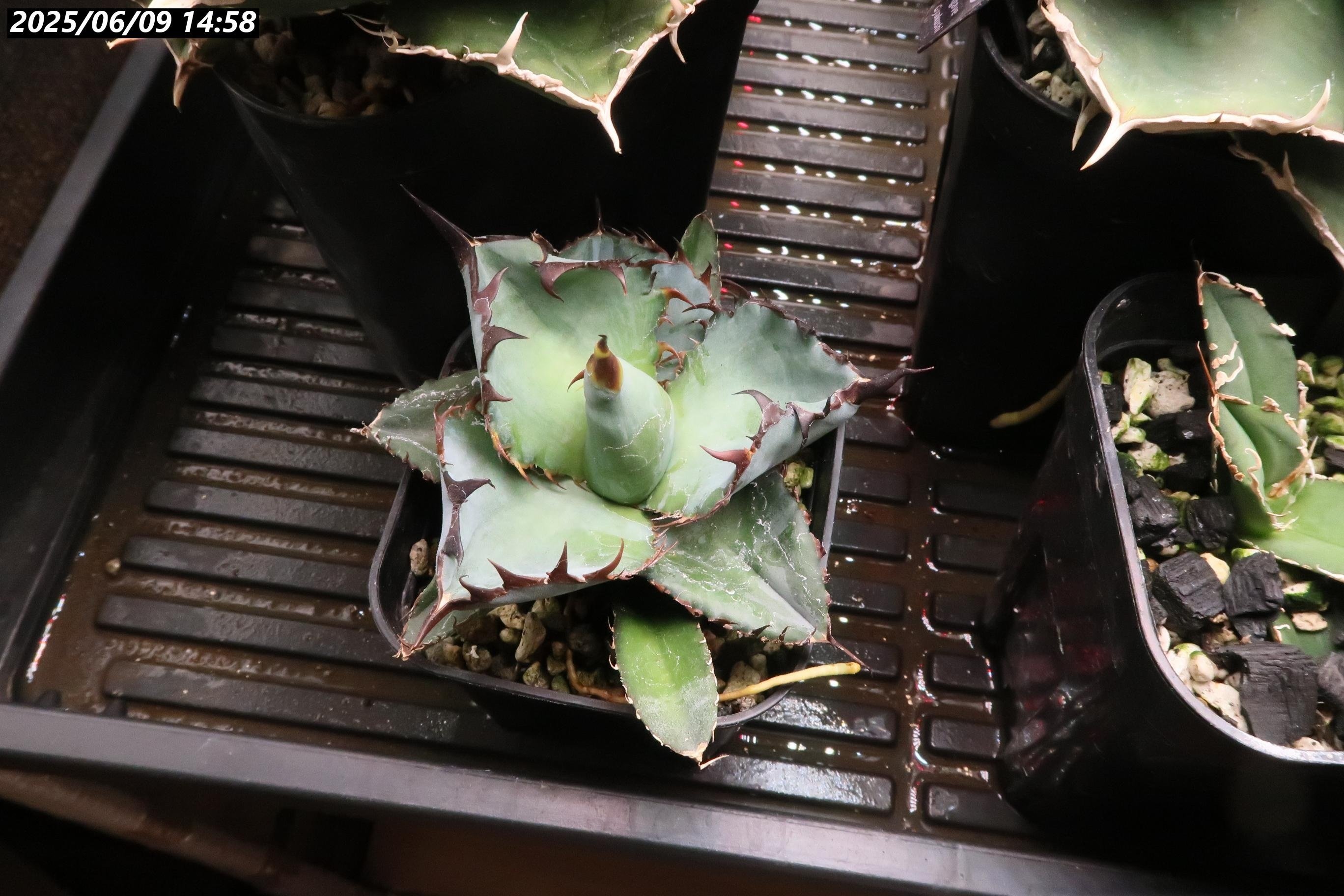 2022/4月～随時更新】アガベ BB ブラックアンドブルーの成長記録