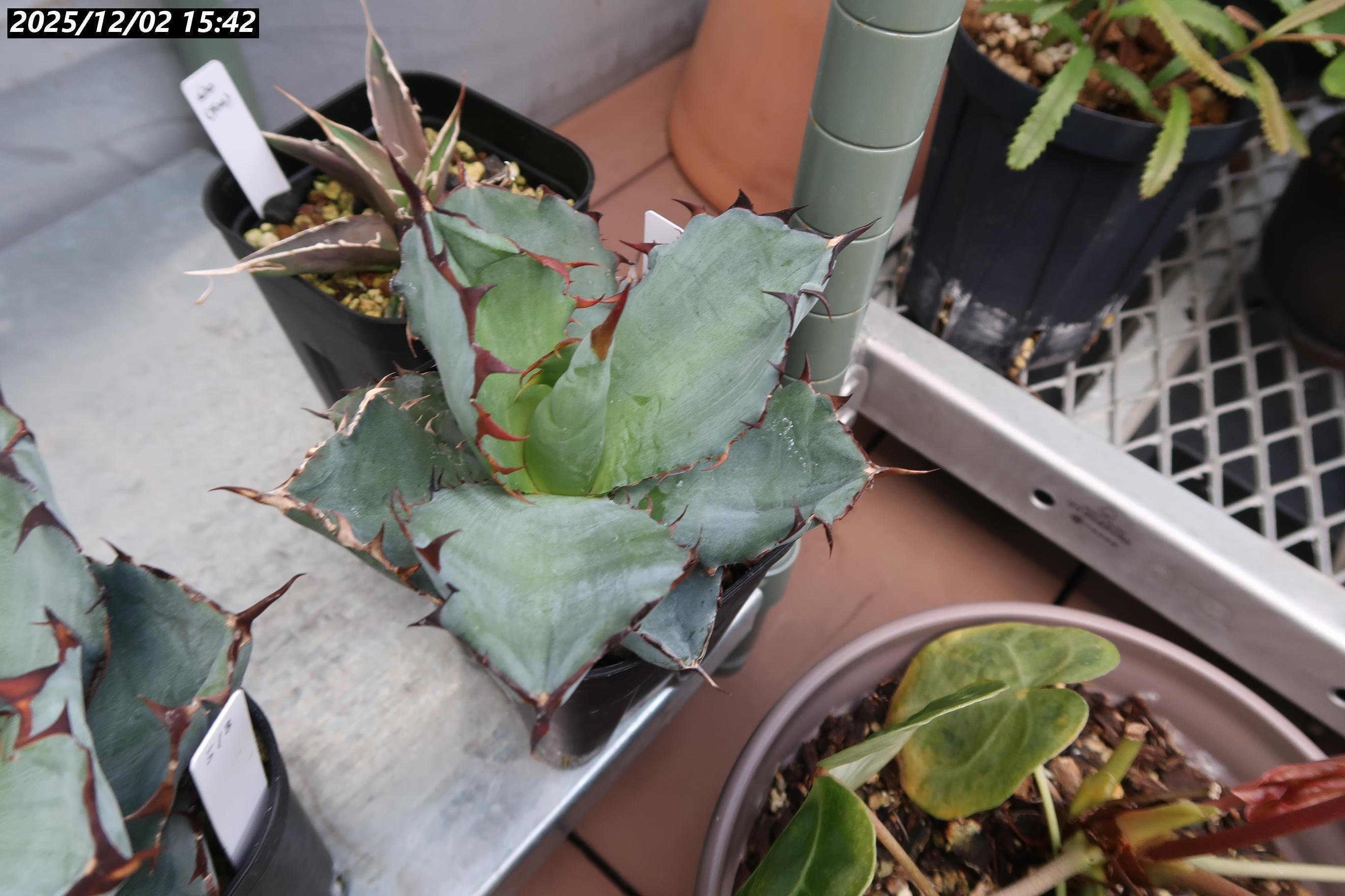 2022/4月～随時更新】アガベ BB ブラックアンドブルーの成長記録