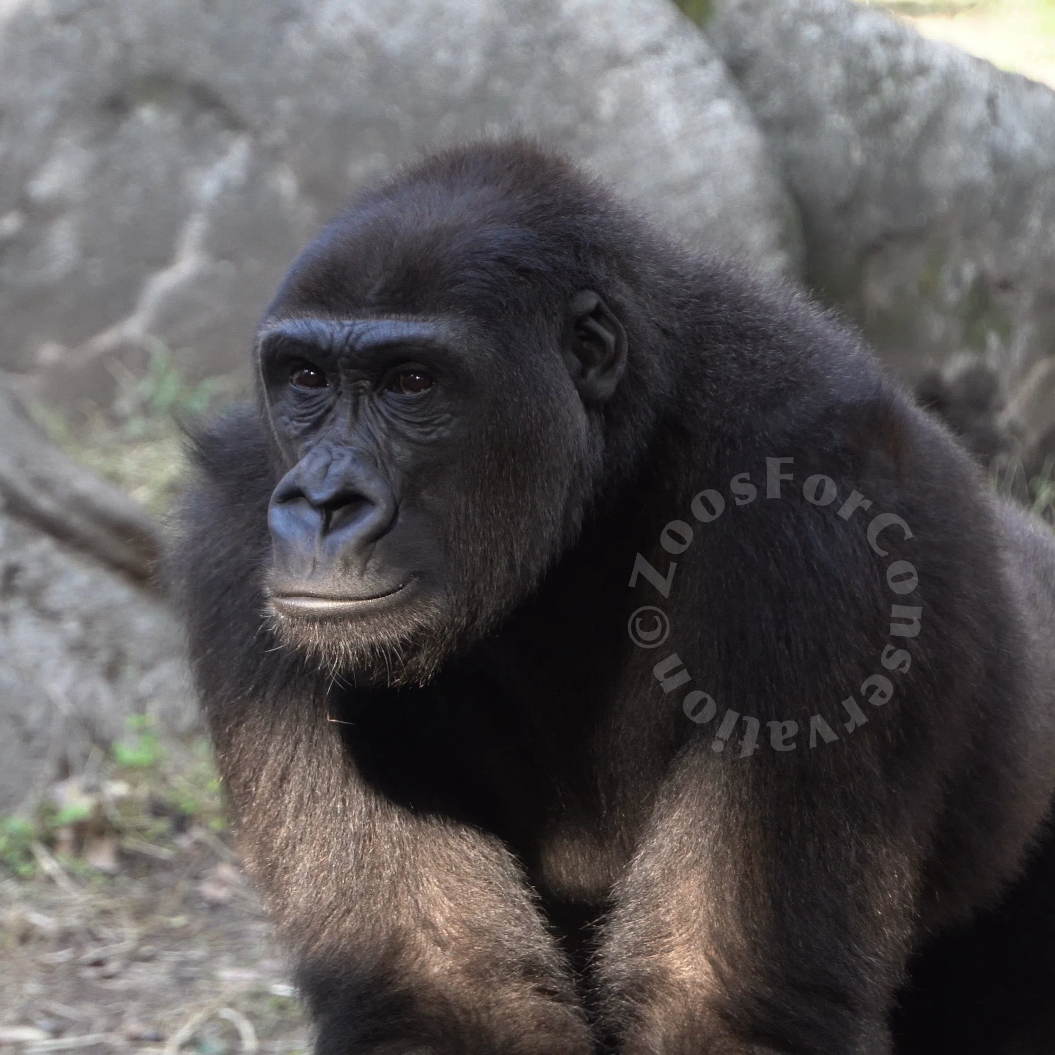 ハオコの群れ見納め｜Ueno Zoo 202411｜Zoos For Conservation