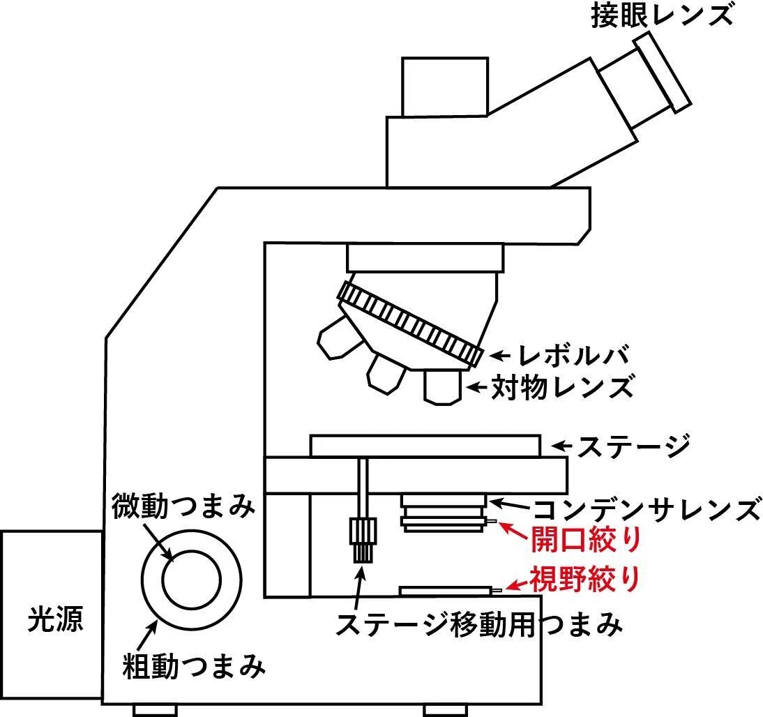 視野絞りと開口絞りについて|市川 壮彦