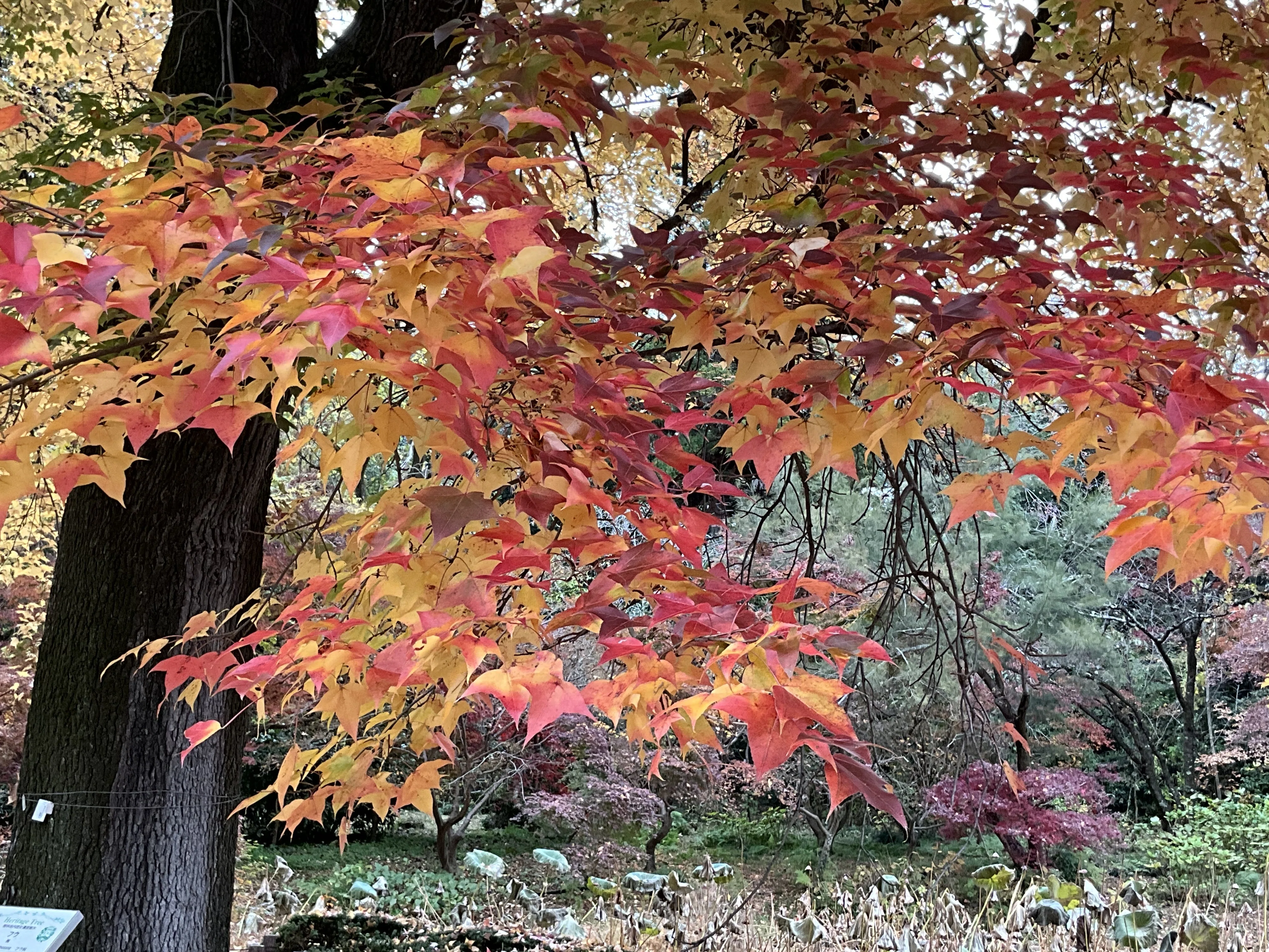 京都府立植物園の本格紅葉（11）：2025年12月8日（月）｜藤井秀昭
