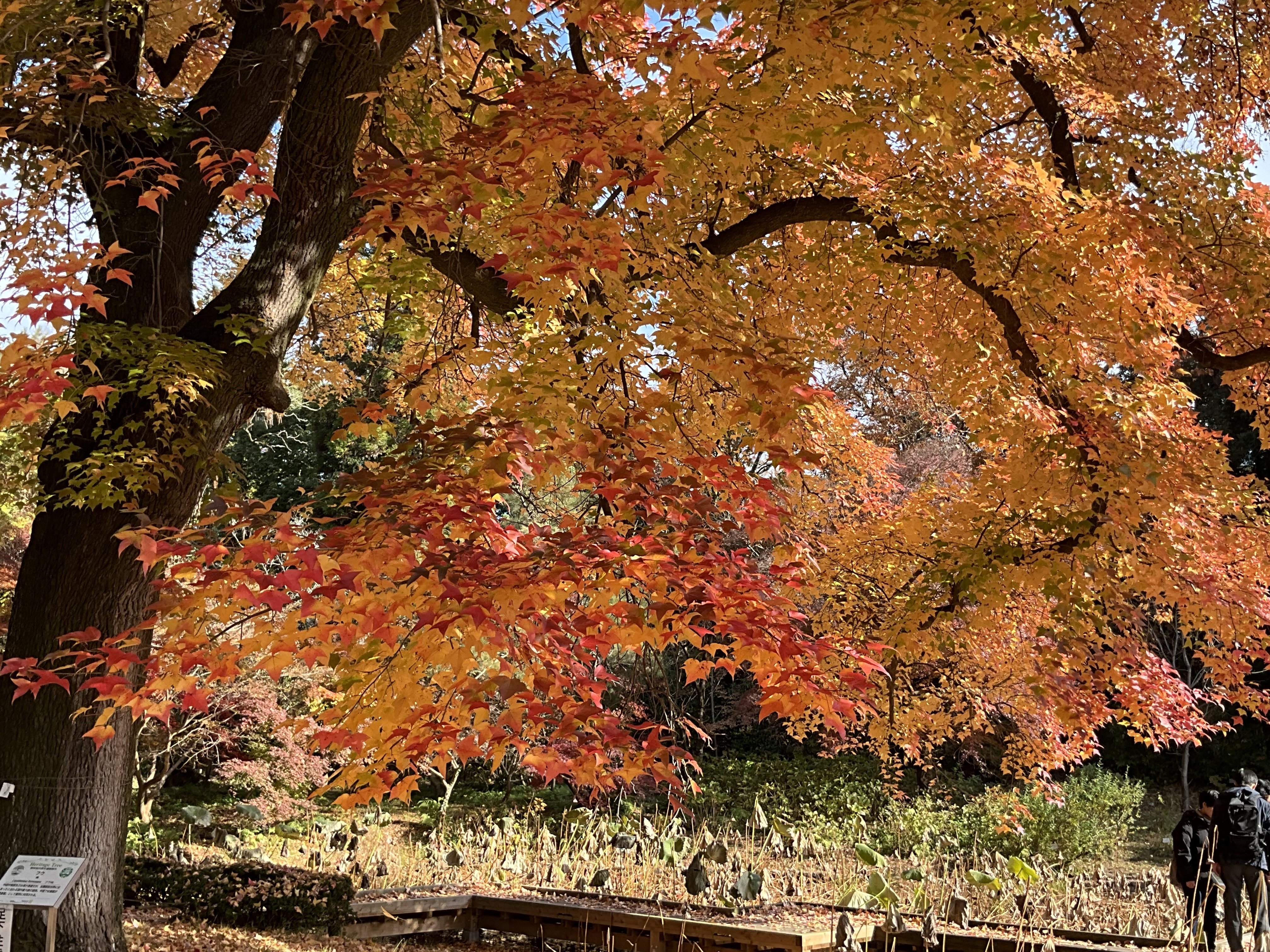 植物　紅葉 京都府立植物園の本格紅葉（12）：2025年12月11日（木）｜藤井秀昭