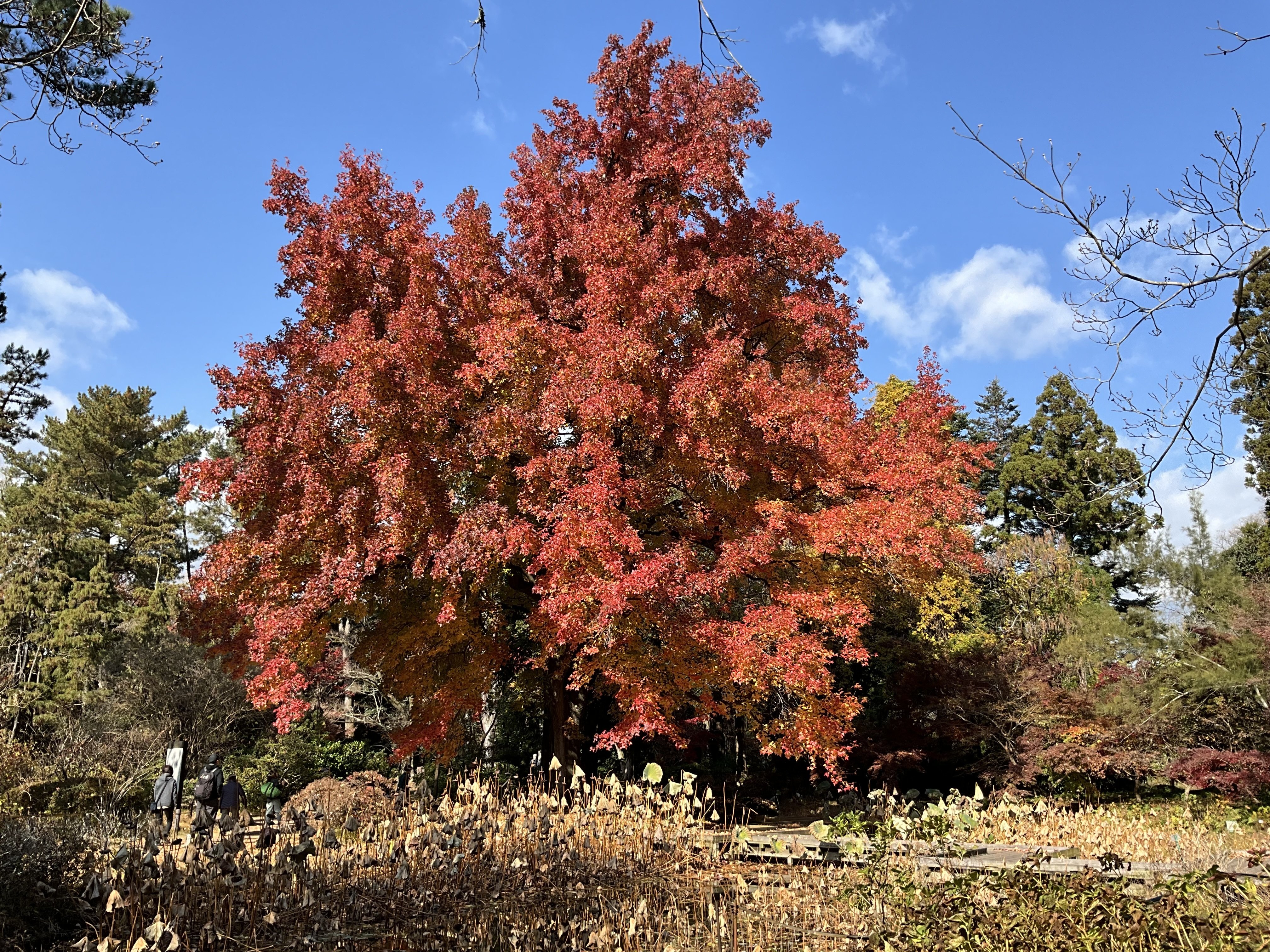 京都府立植物園の本格紅葉（11）：2025年12月8日（月）｜藤井秀昭