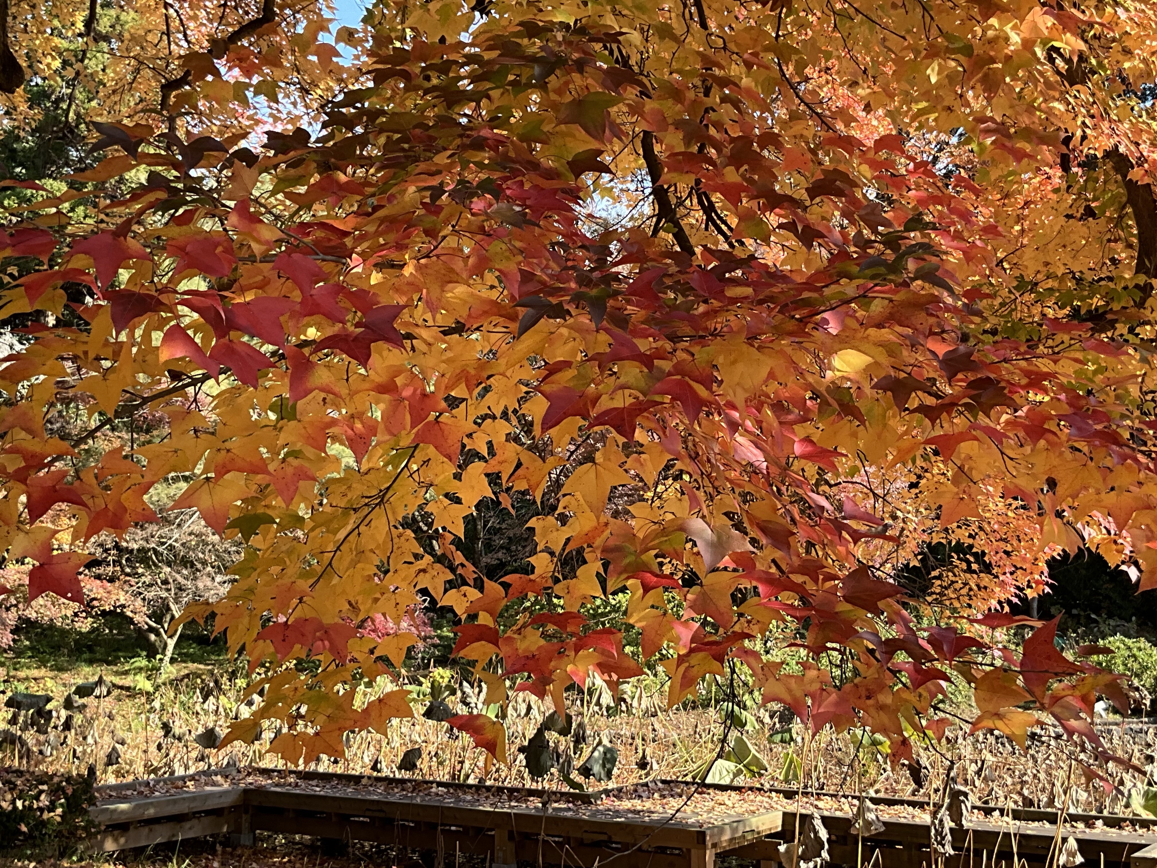 京都府立植物園の本格紅葉（11）：2025年12月8日（月）｜藤井秀昭