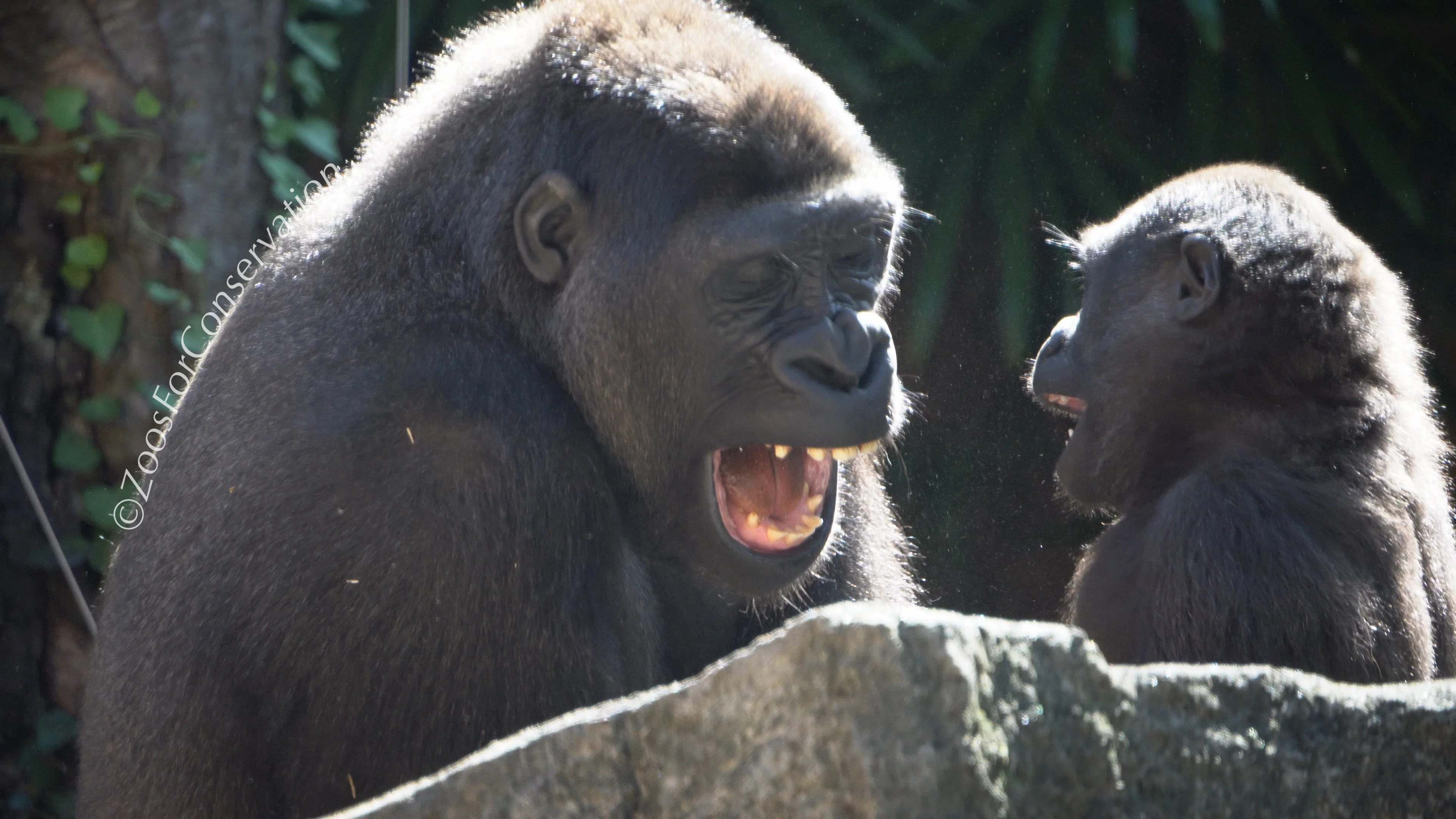 ハオコの群れ見納め｜Ueno Zoo 202411｜Zoos For Conservation