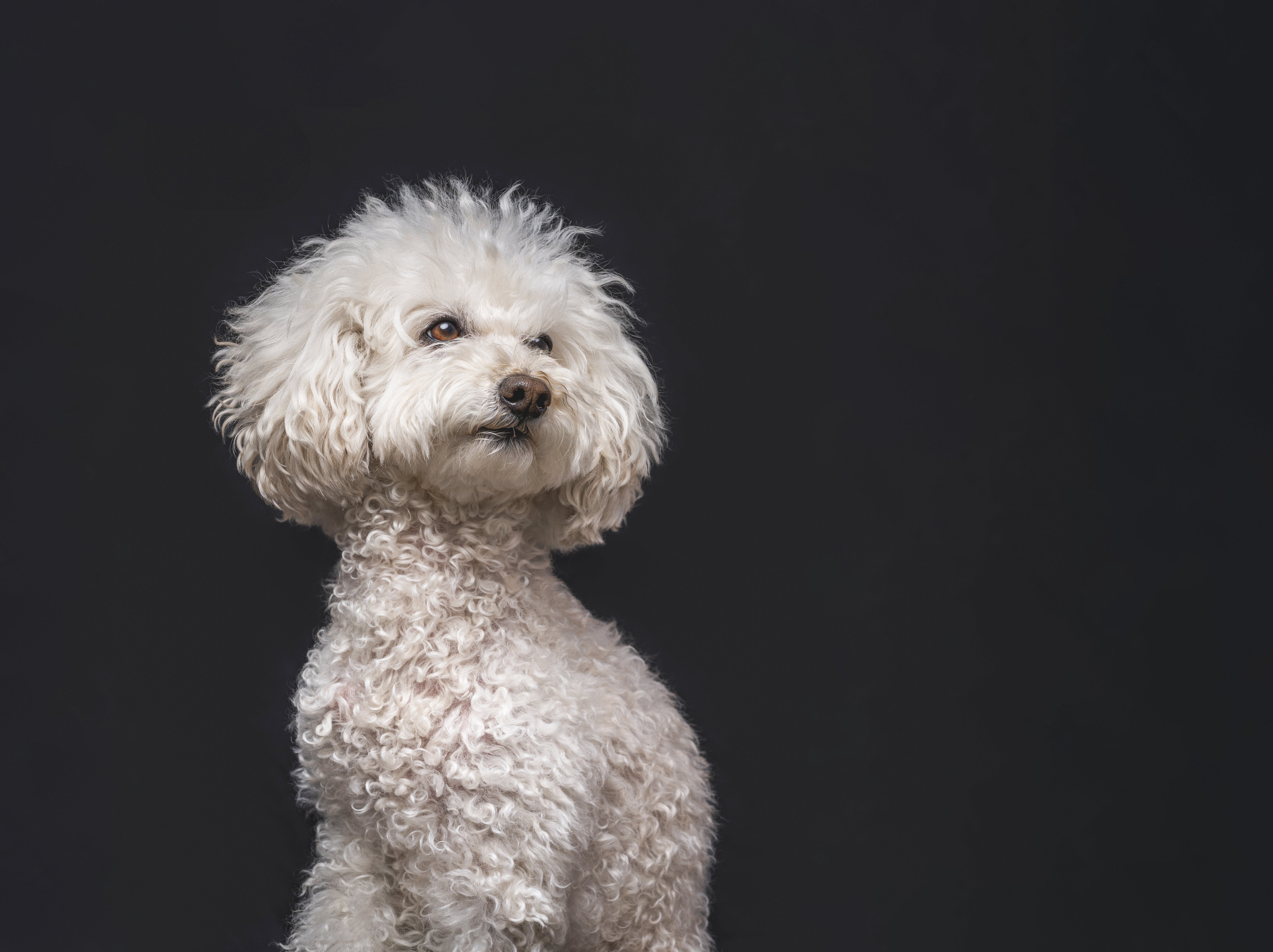 その「佇まい」こそが、愛犬の完成形。 〜若さにはない、時を重ねた魂