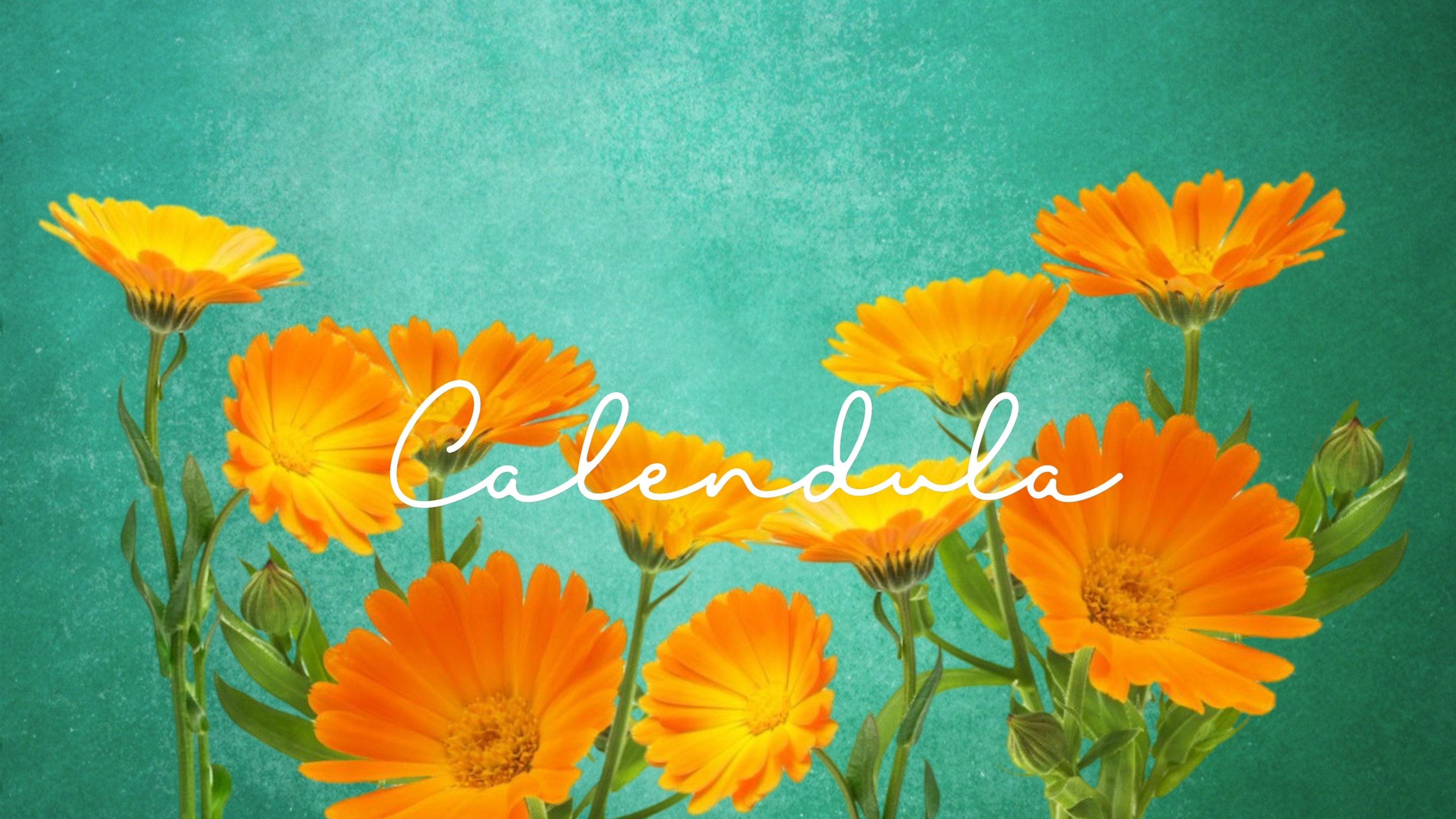 月は獅子座へ。自己表現をひらく太陽のハーブ・カレンデュラ｜Astro