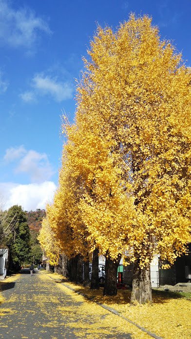 イチョウページ Yellow magic carpet ～初冬の キャンパス・カフェランチ｜ミズノマグナ