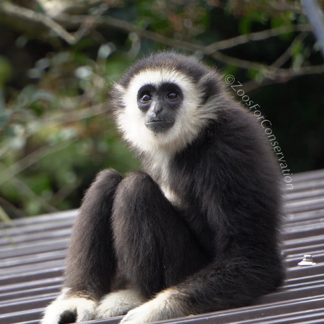 交流しないチンパンジー｜Izu Shaboten Zoo 202411｜Zoos For Conservation
