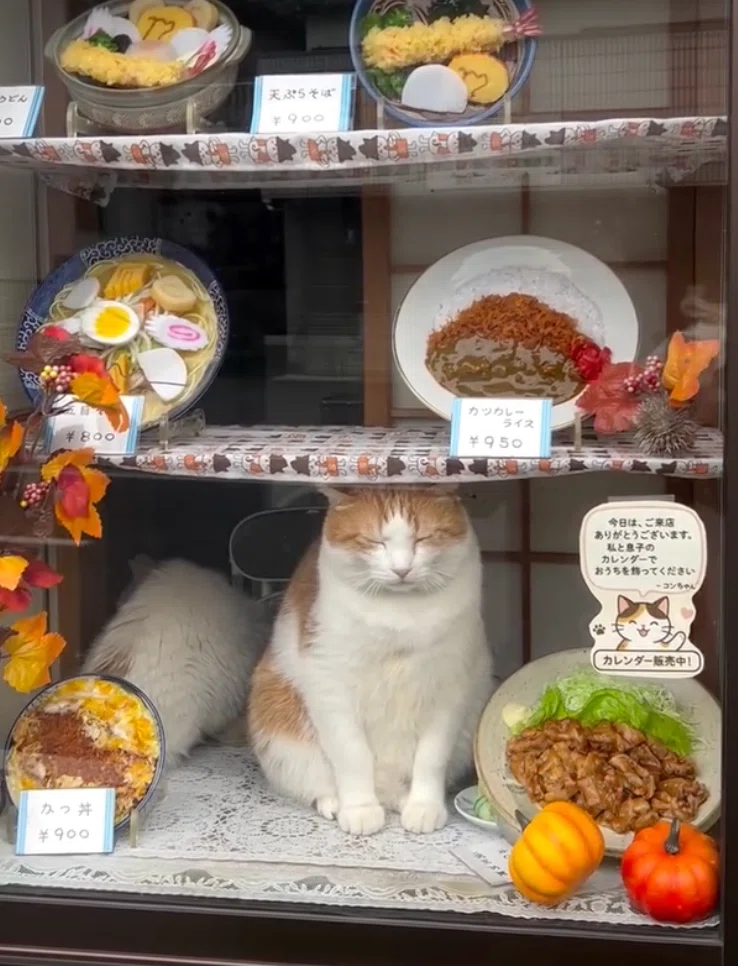 ねこそば 003 猫食堂開店！ 2匹の看板猫に癒されるお蕎麦屋さん｜タビジロウ🏖猫