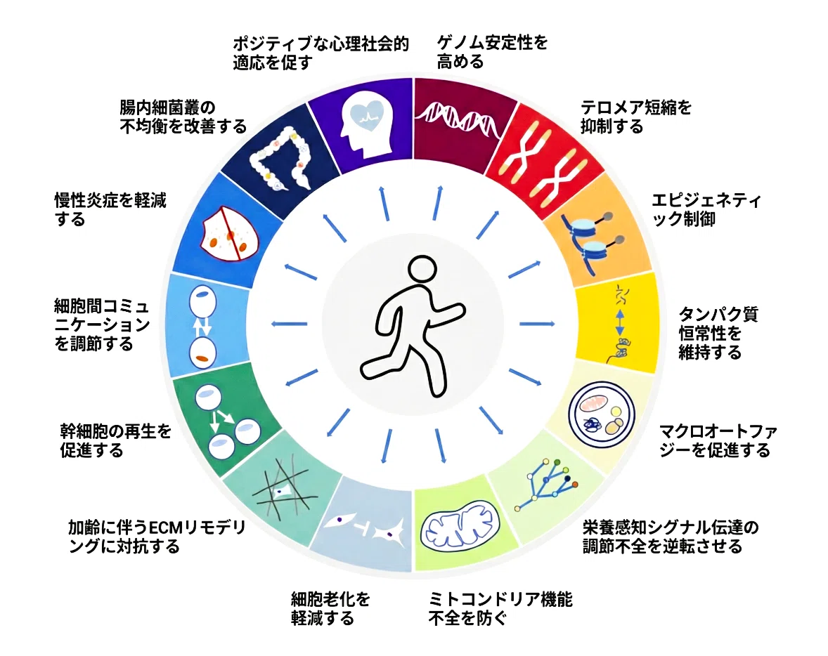 運動こそが最強のアンチエイジング？ 老化の「14のサイン」を撃退する