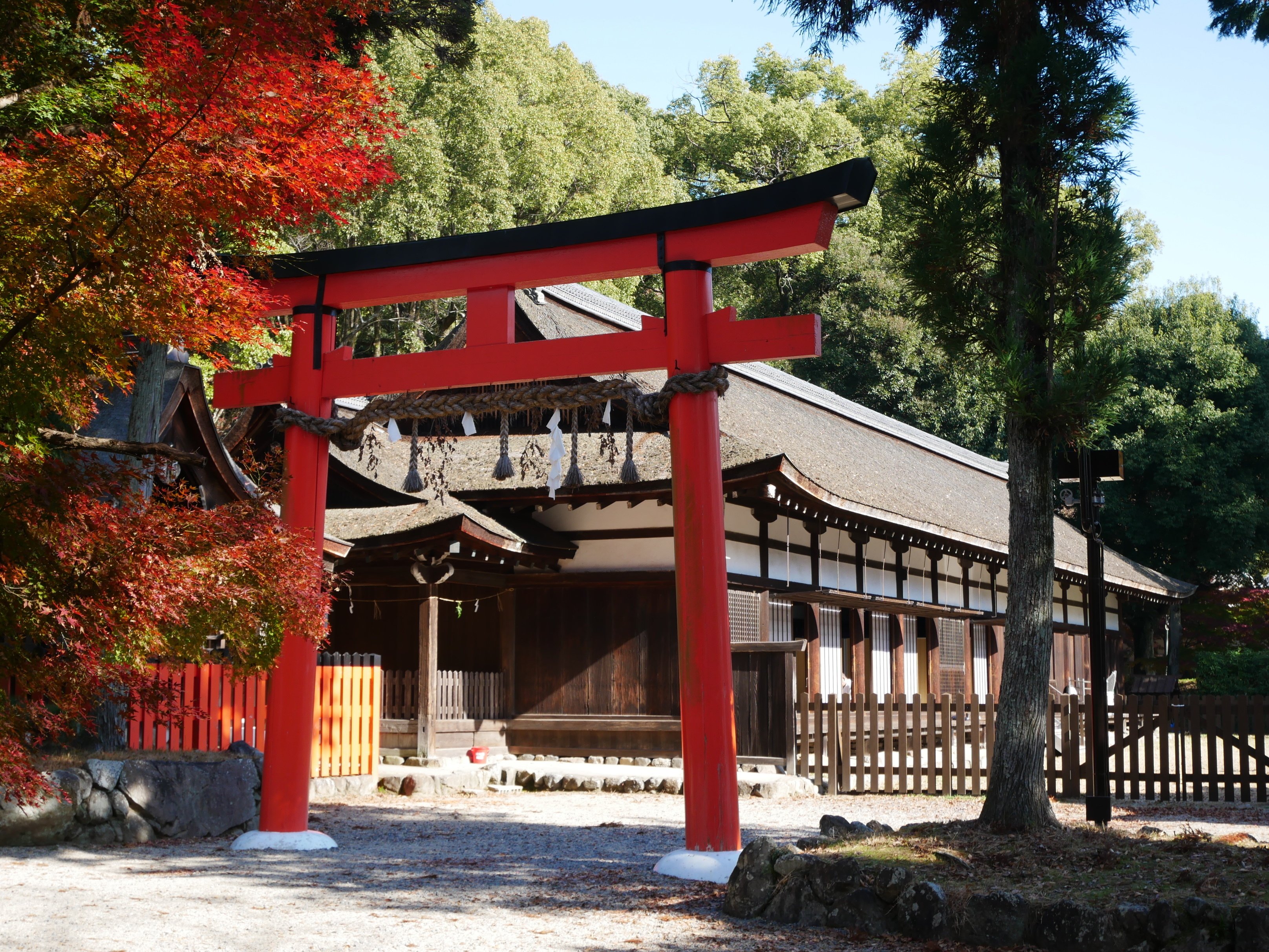 639 晩秋の京都・上賀茂神社で紅葉を愛でる｜ミヤコカエデ（Miyako Kaede)