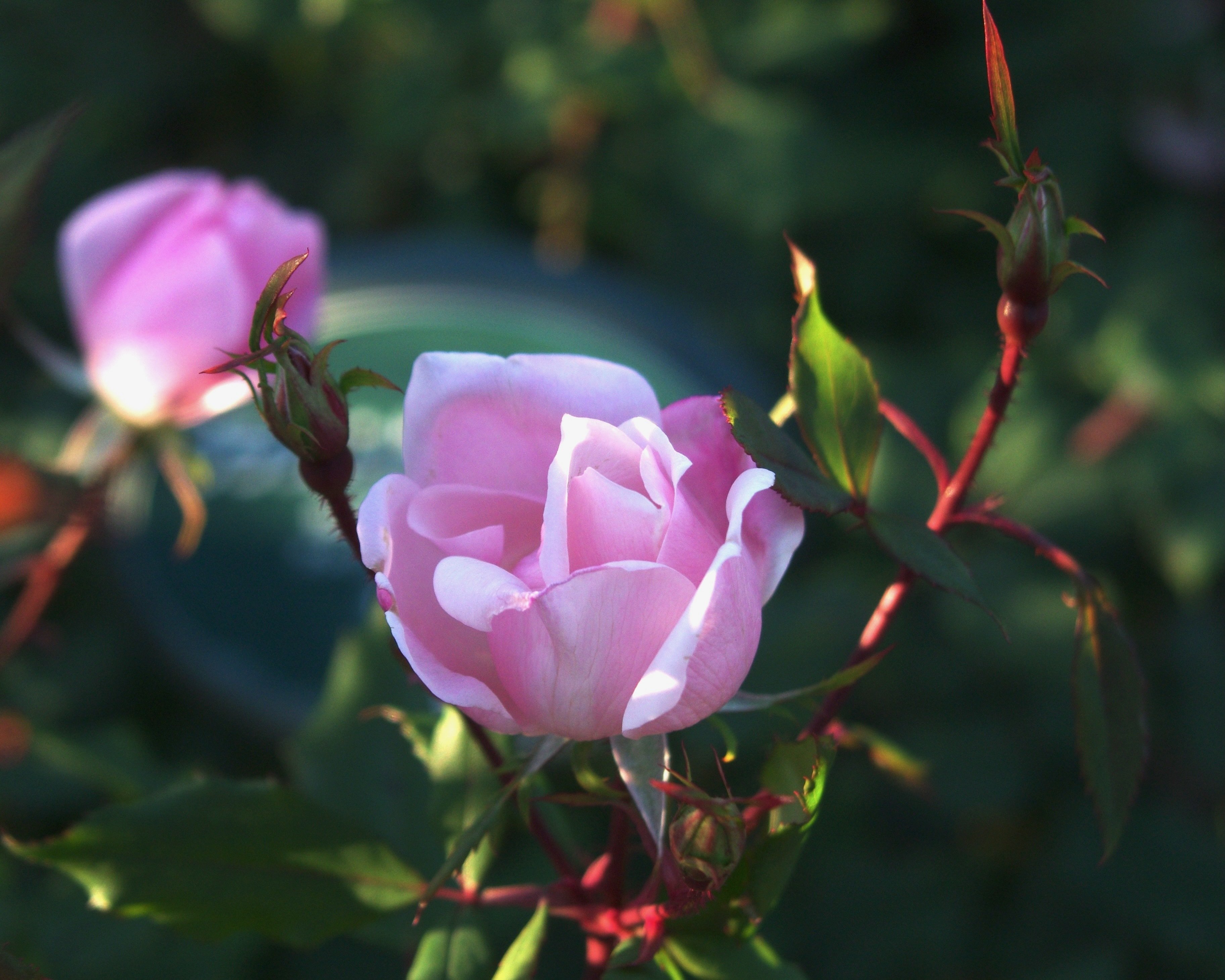 AKB生写真バラ売り コメントください！ Amazon.co.jp: 【植村梓】 公式生写真 高橋みなみ卒業コンサート AKB48