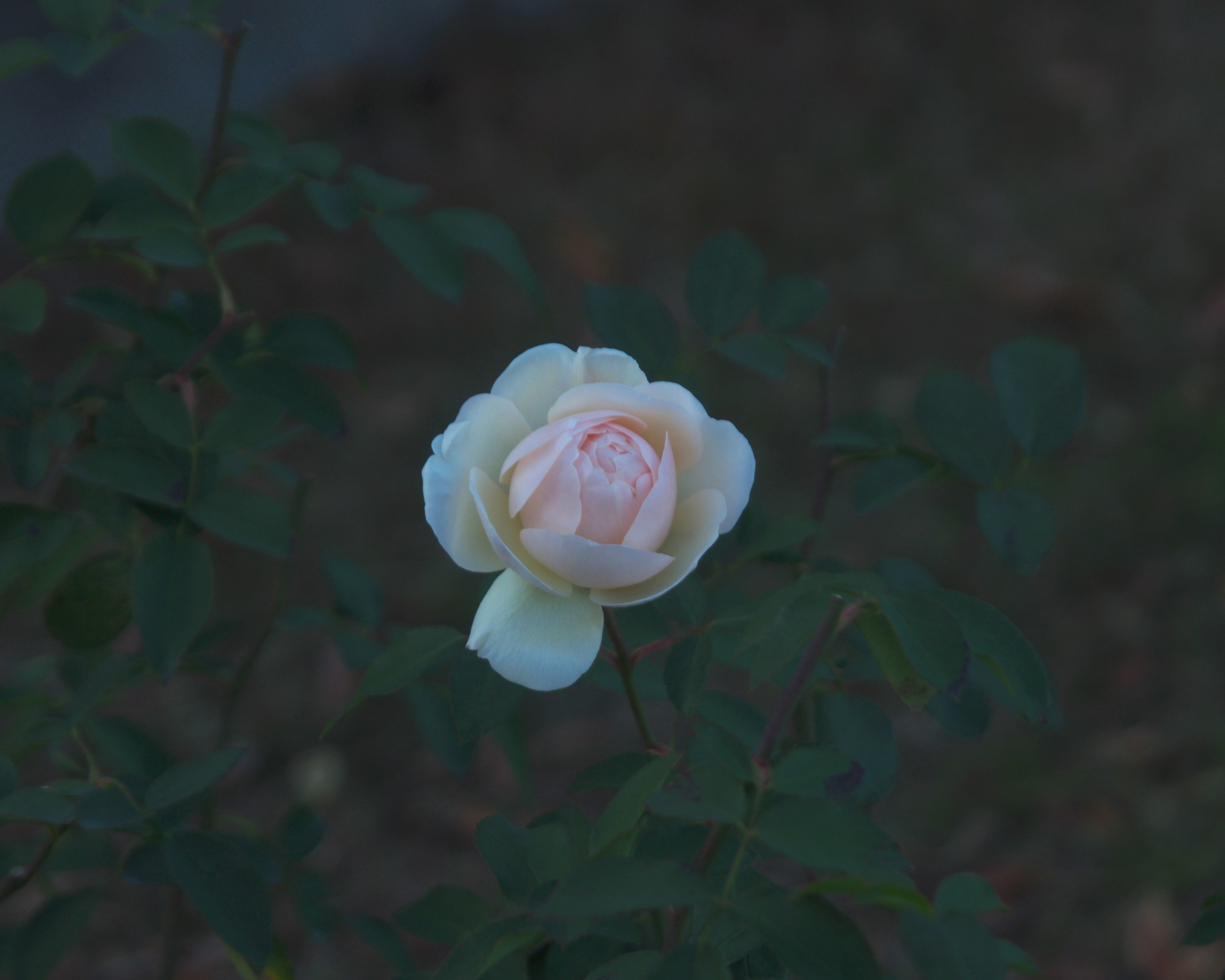 AKB生写真バラ売り コメントください！ Amazon.co.jp: 【池田瑛紗】 公式生写真 乃木坂46 チャンスは平等 封入