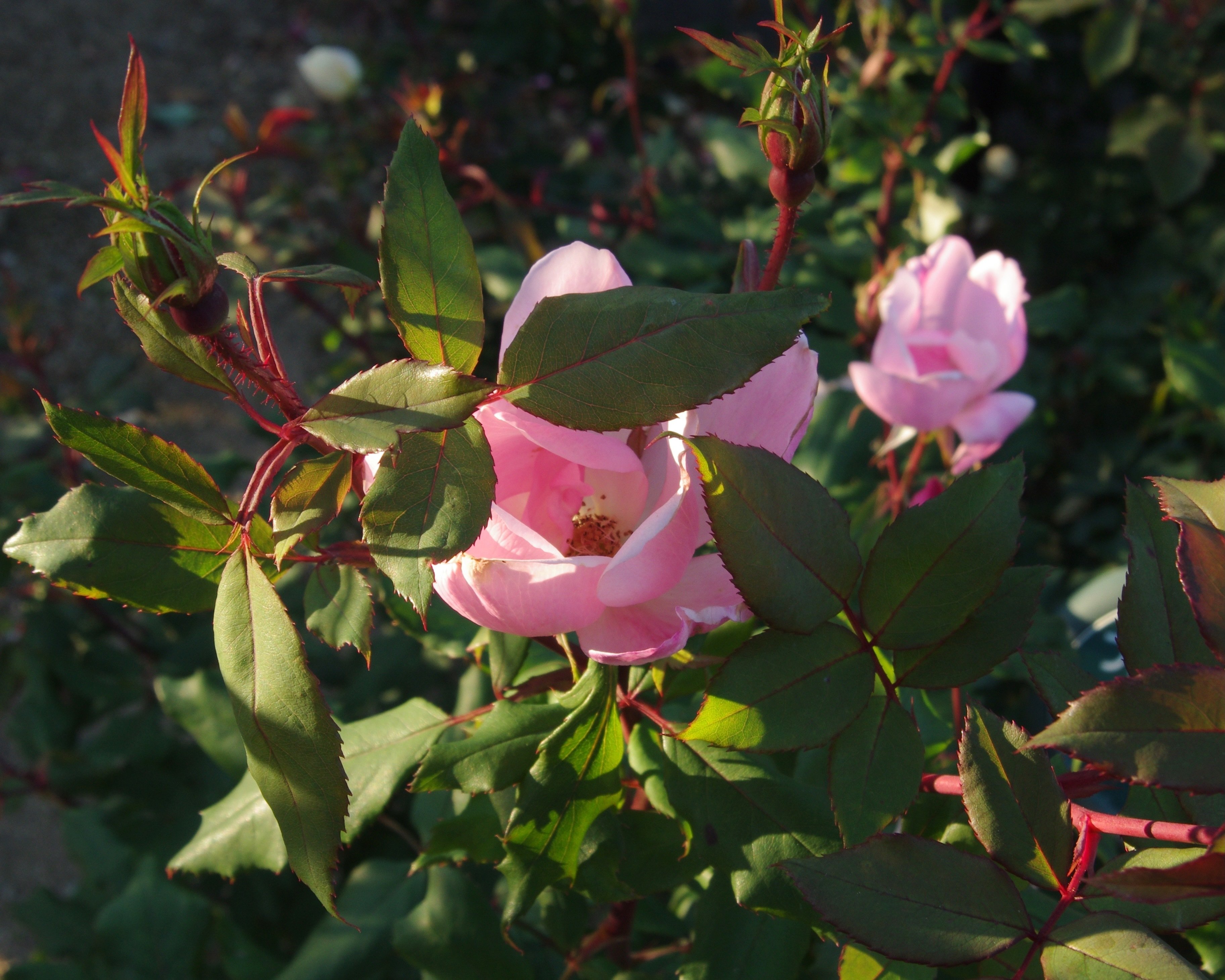写真日記】 万博記念公園の秋バラ2025.12.6.｜オオニシ チヒロ