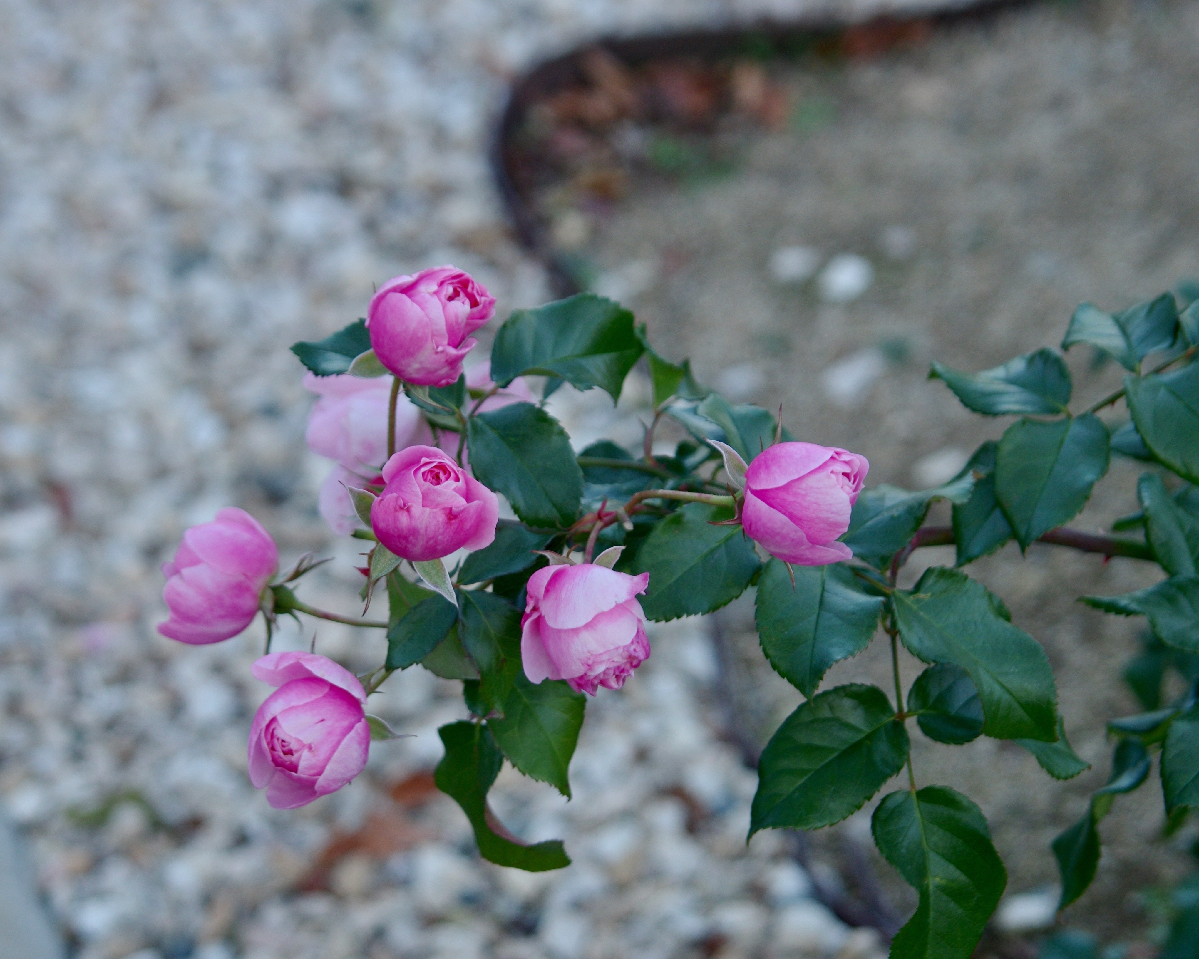 写真日記】 万博記念公園の秋バラ2025.12.6.｜オオニシ チヒロ