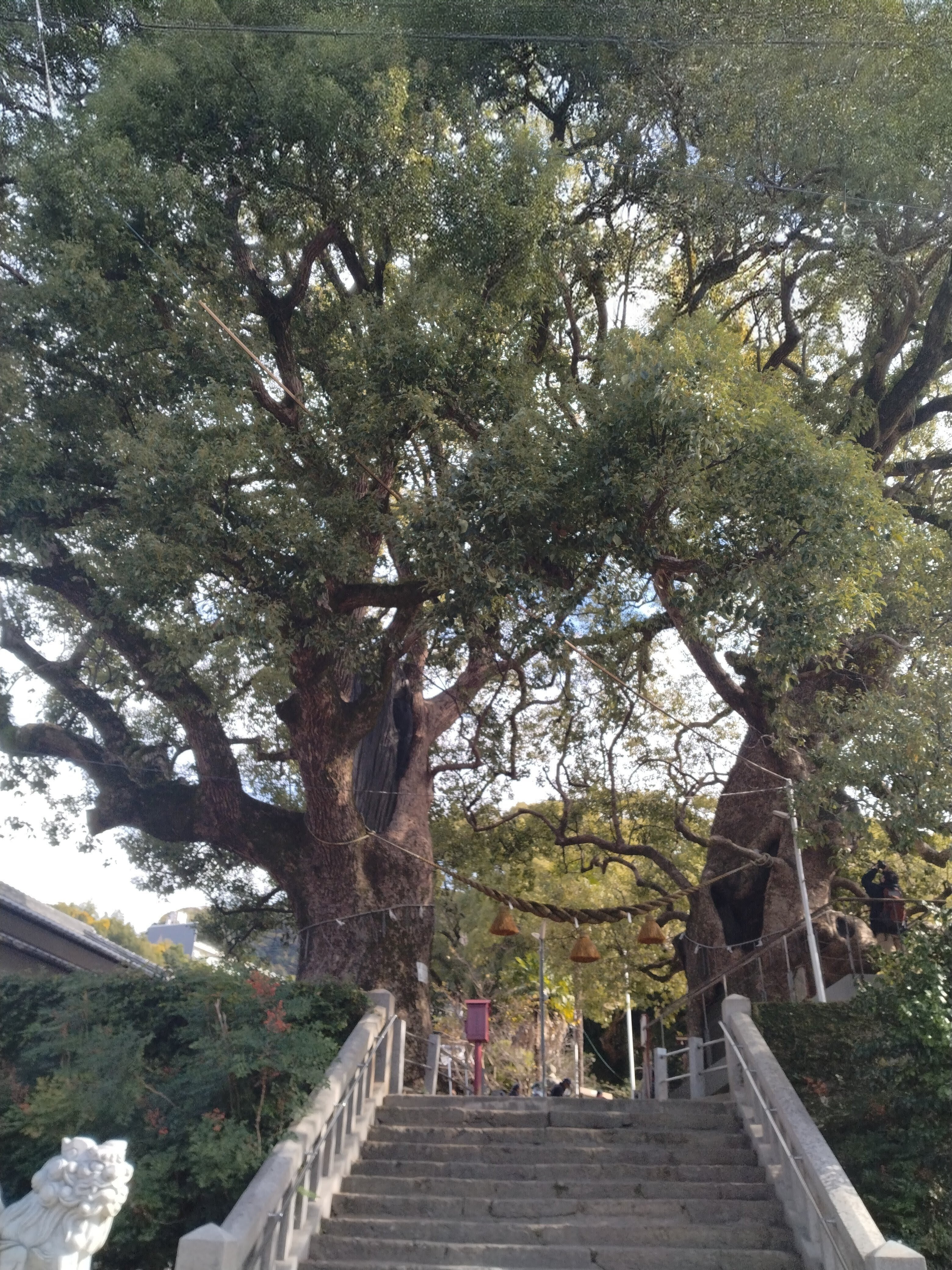 長崎で出会った平和と命の再生──仲間と巡る被爆樹木｜Miho Higaki