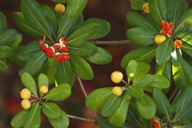 花便り＞トベラの実と残り紅葉｜清愁