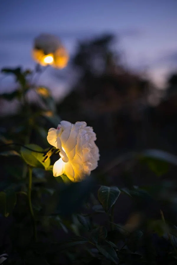 光る花 花菜ガーデン 発光するバラ | X-T5 + SIGMA 17-40mm F1.8｜borichan
