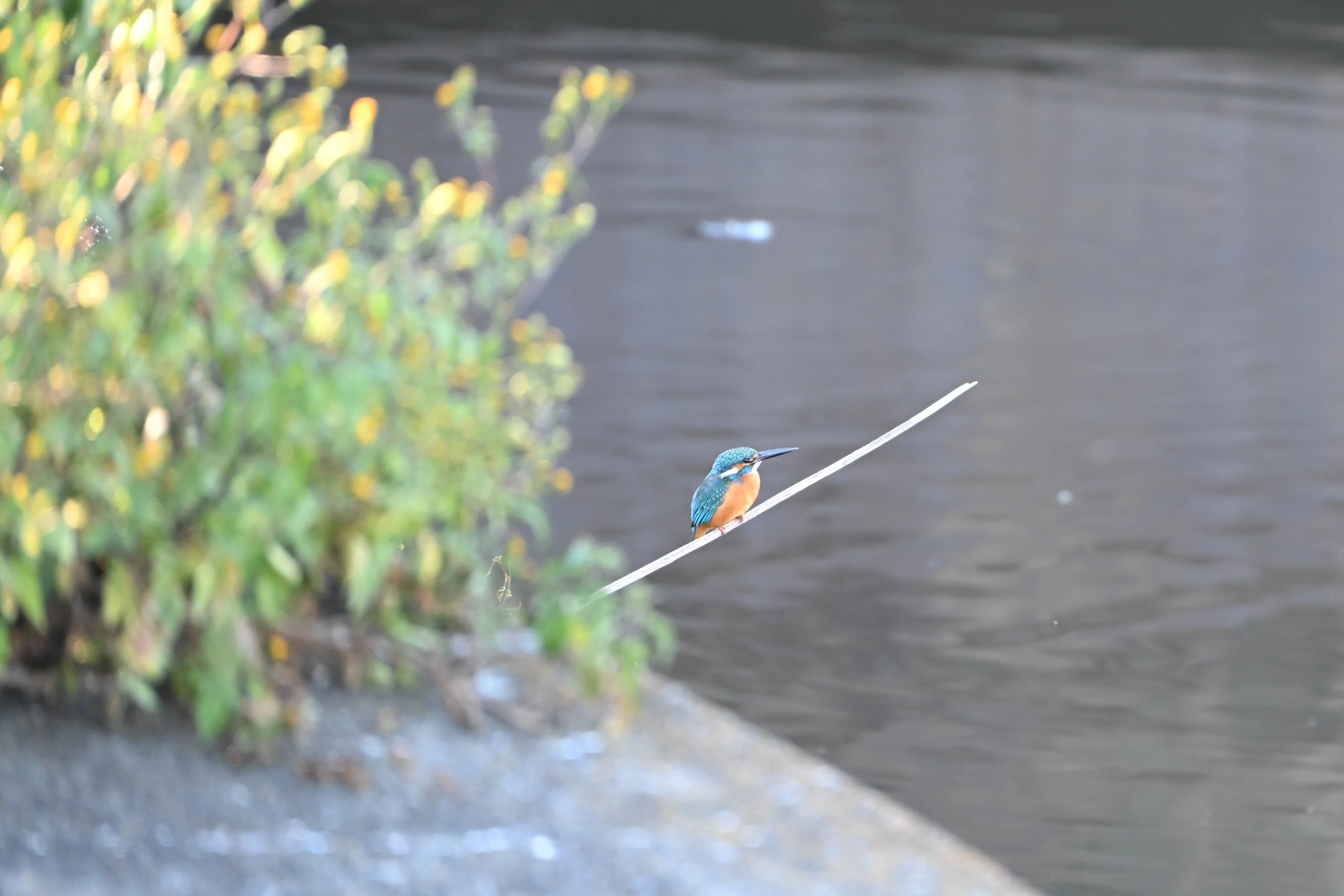 気分転換に多摩川へ野鳥を撮りに行った話｜VINCENT2GB