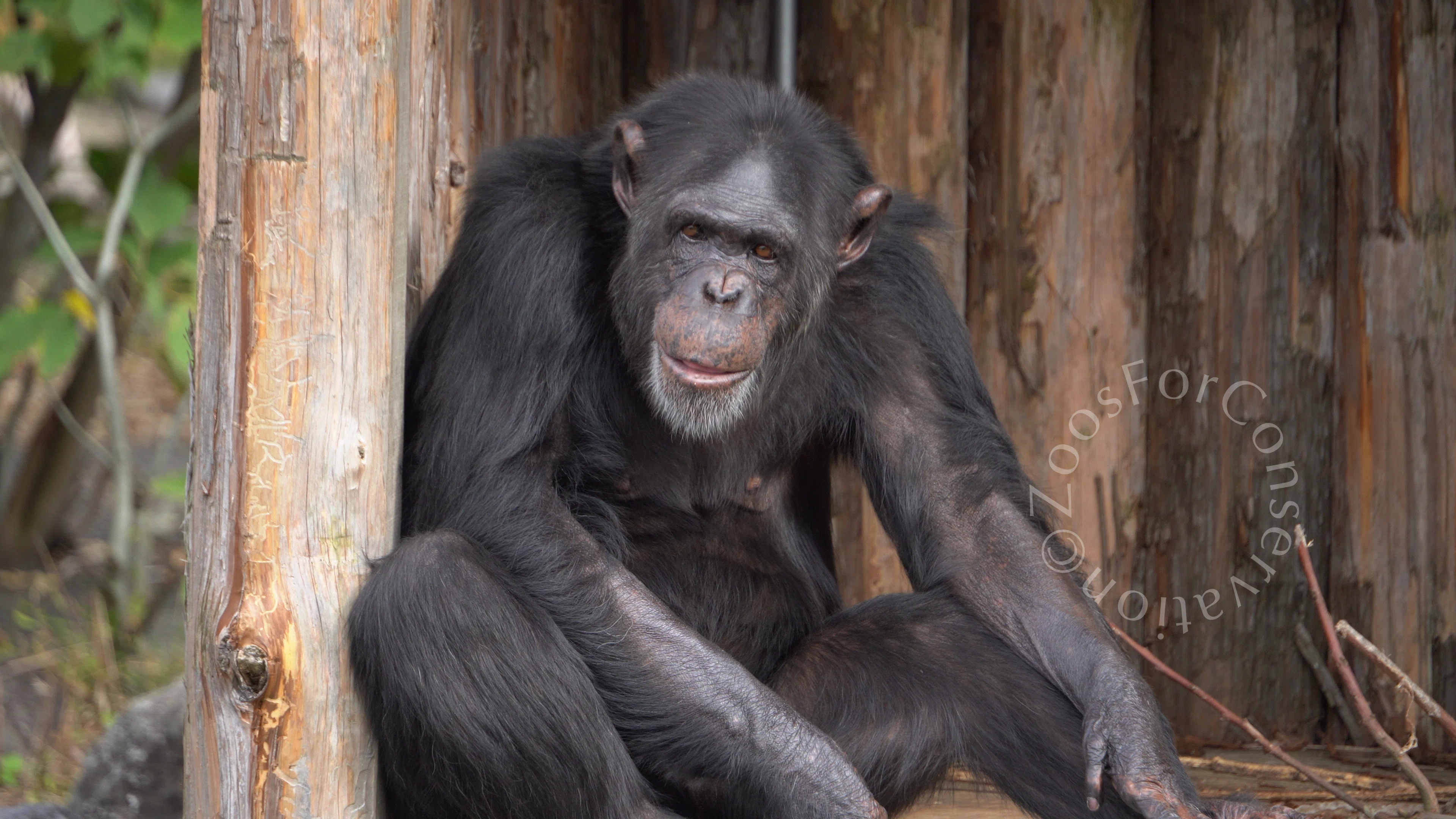 交流しないチンパンジー｜Izu Shaboten Zoo 202411｜Zoos For Conservation