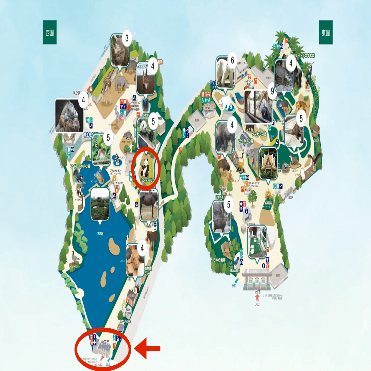 上野動物園のパンダに会いに行ってきた｜ケイディー