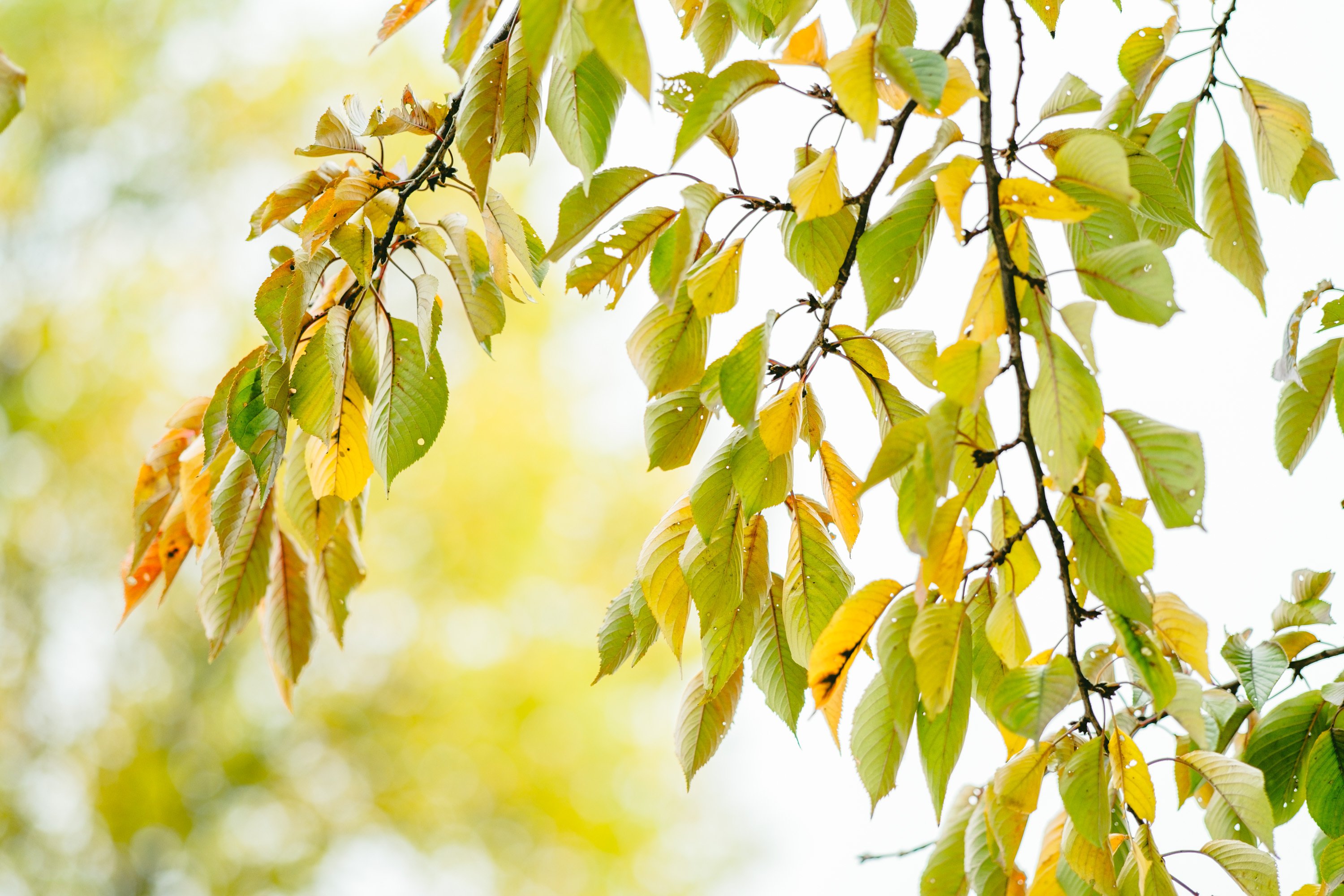 盛岡市立高】自分の頑張れる場所（フォトグラファー足利文香さんの