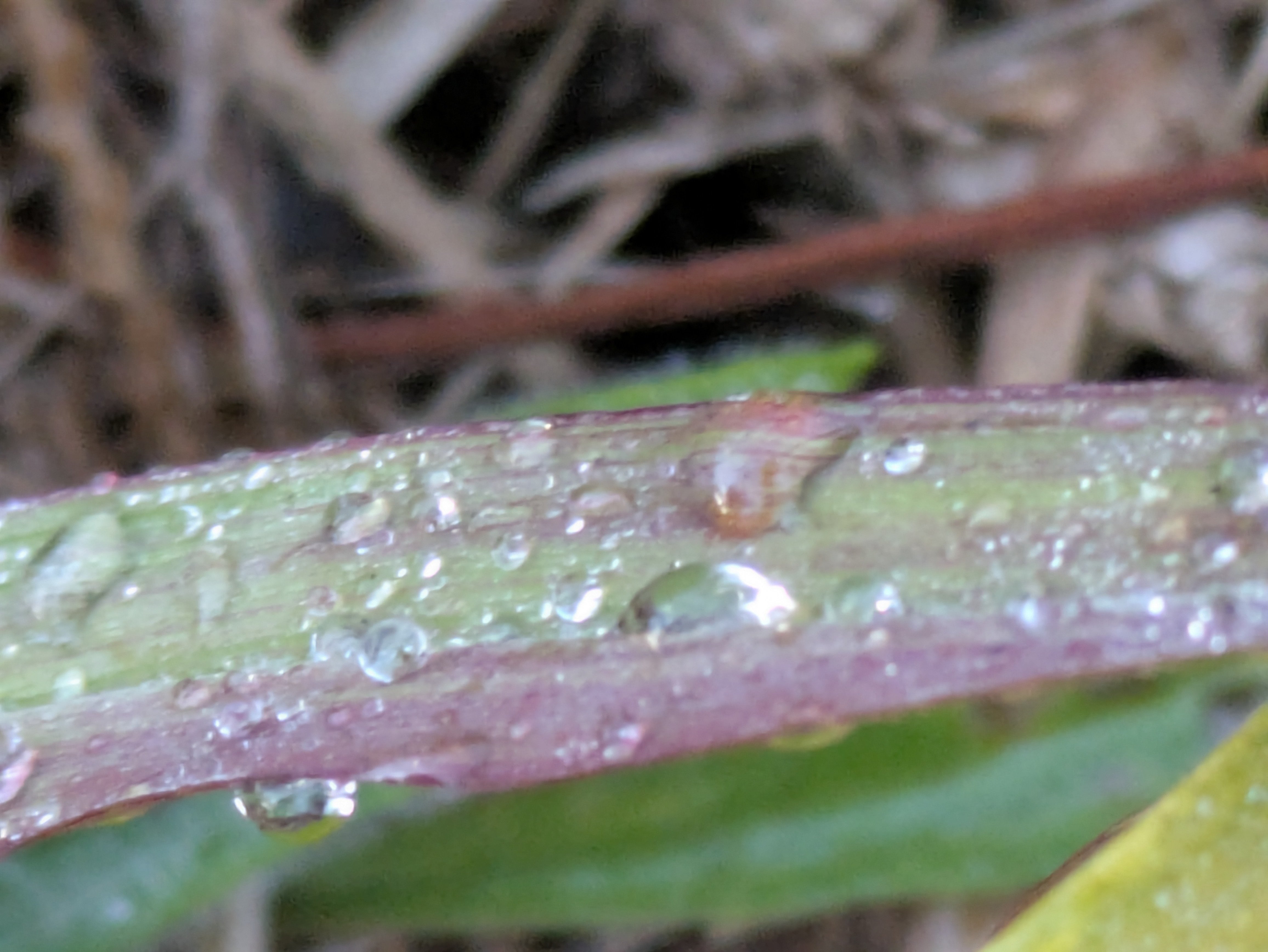 今朝の水滴｜ichiro70