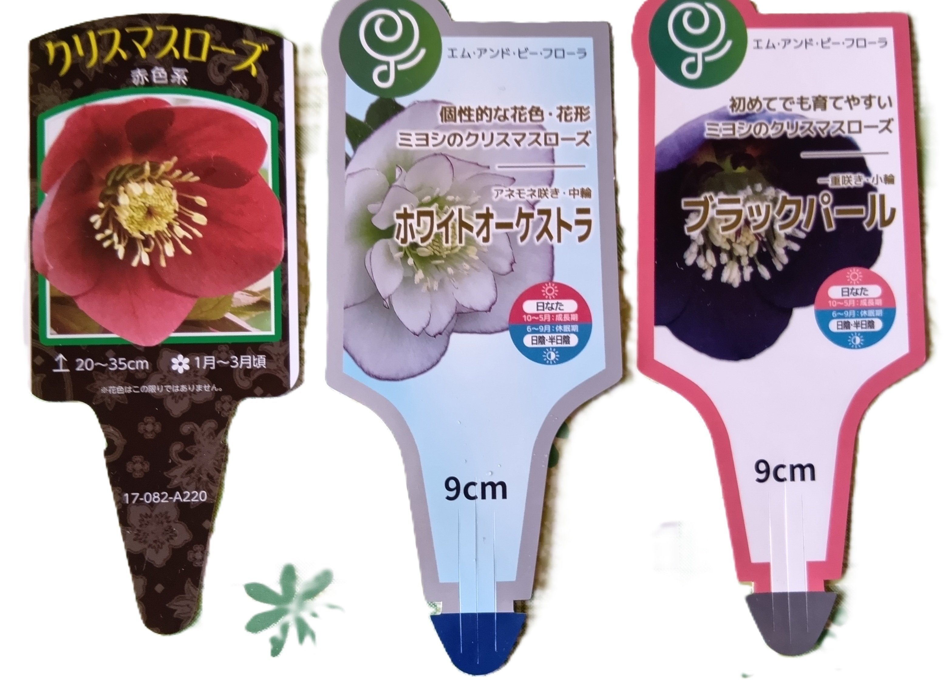 今日のクリスマスローズ｜haruka