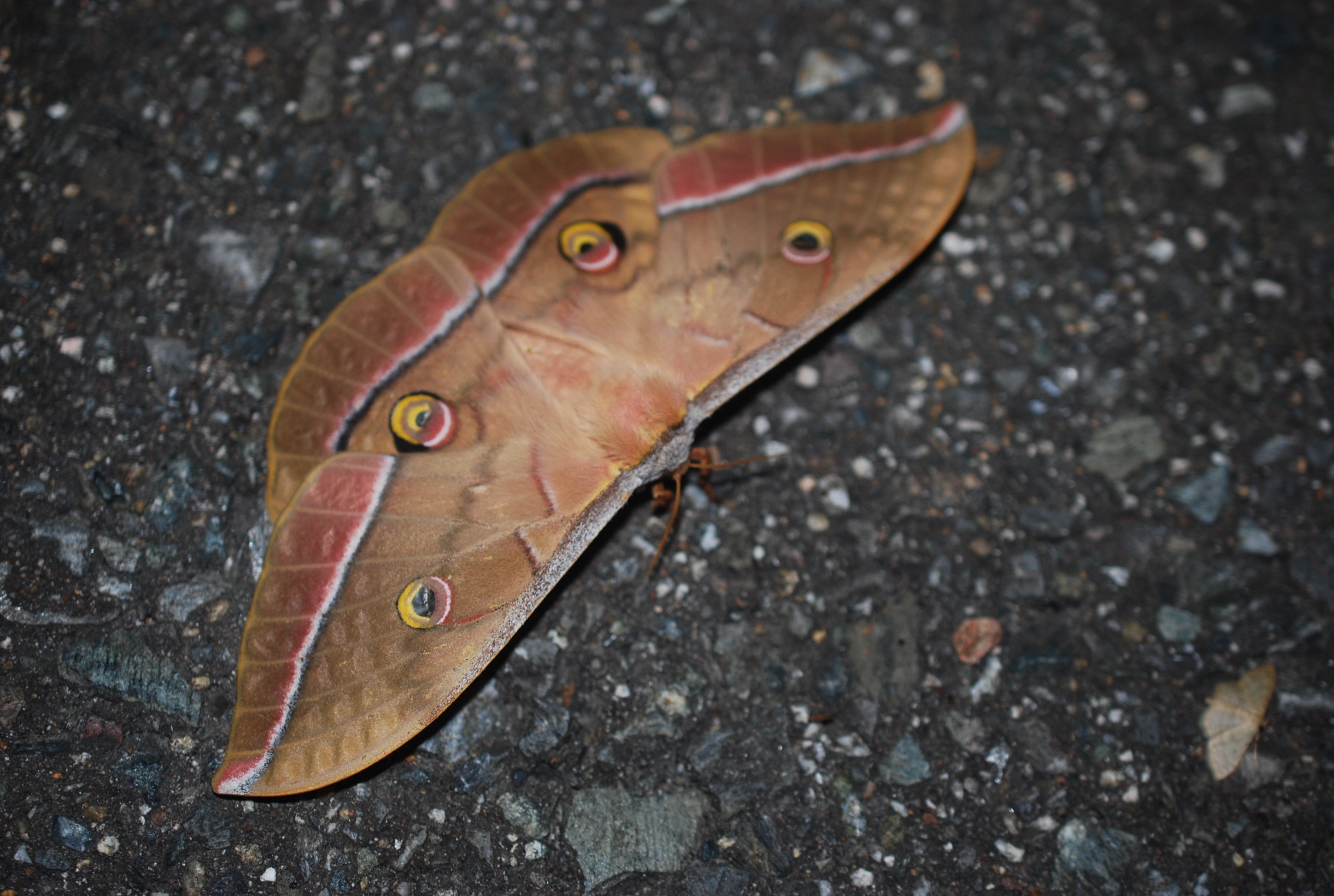 標本箱の中身～ヤママユ,スズメガたち｜h2so4