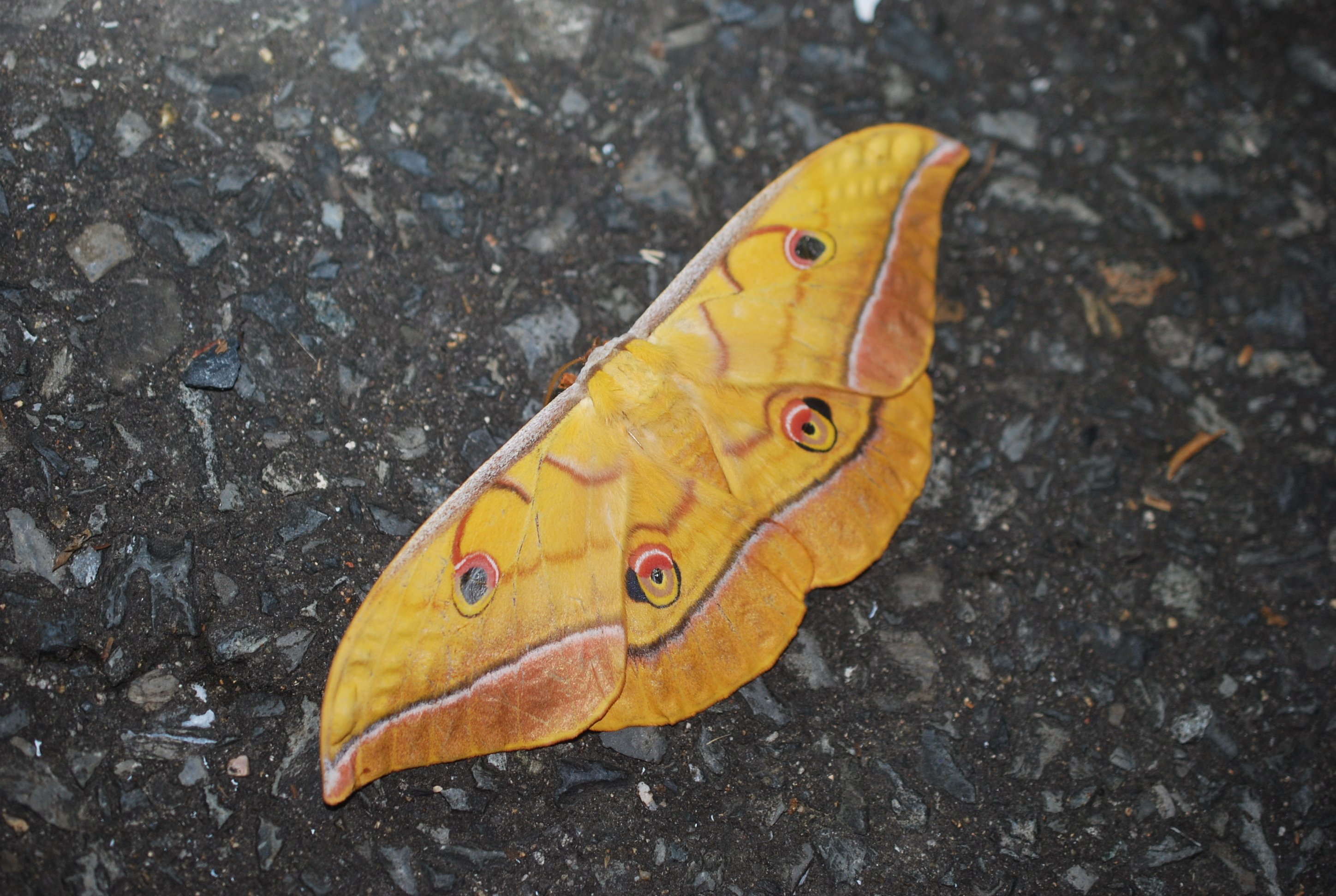 標本箱の中身～ヤママユ,スズメガたち｜h2so4