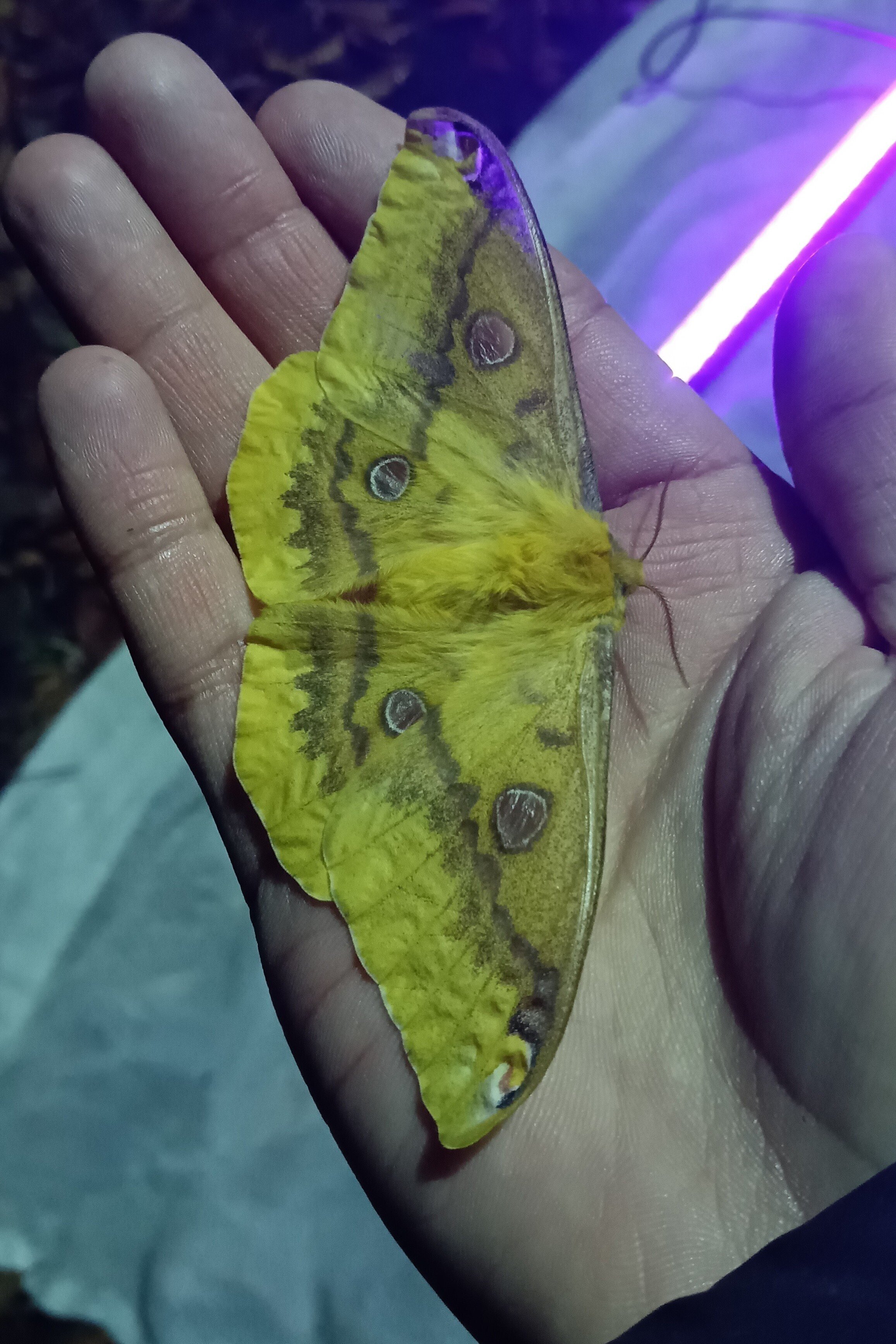 標本箱の中身～ヤママユ,スズメガたち｜h2so4