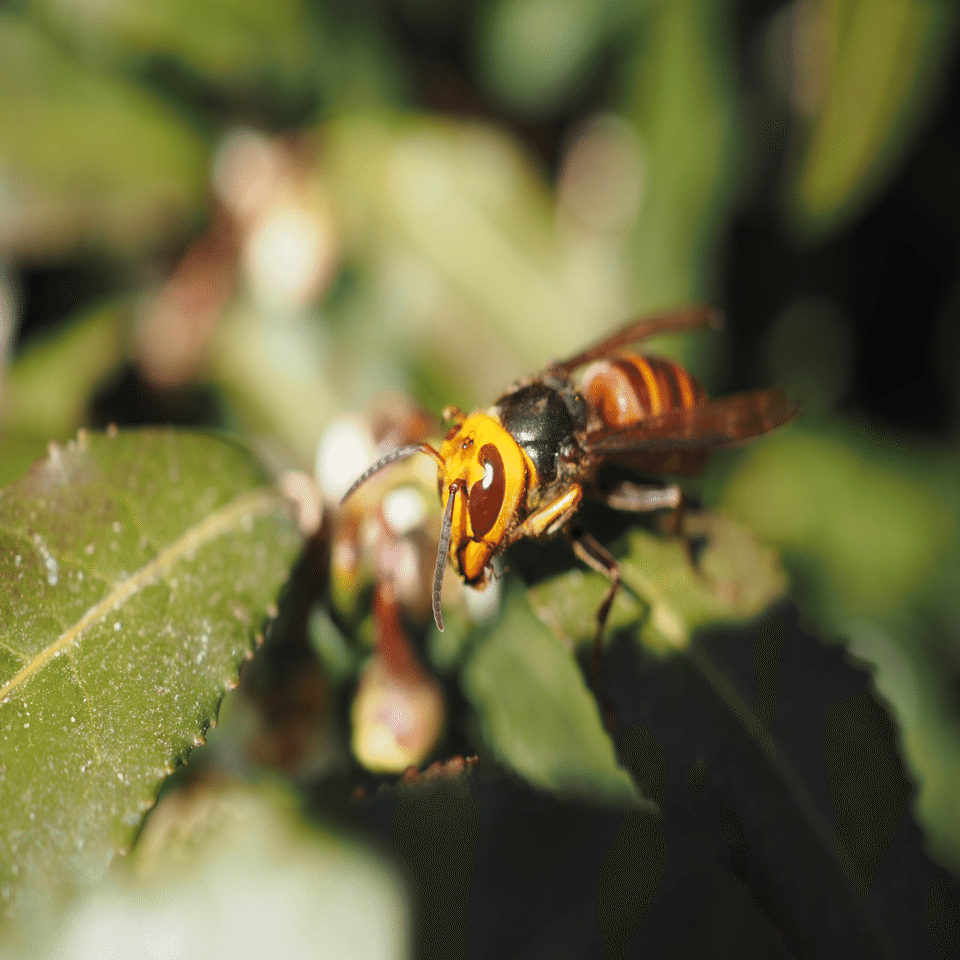 虫嫌いを克服させる千本ノック 265本目 コガタスズメバチ（小型雀蜂