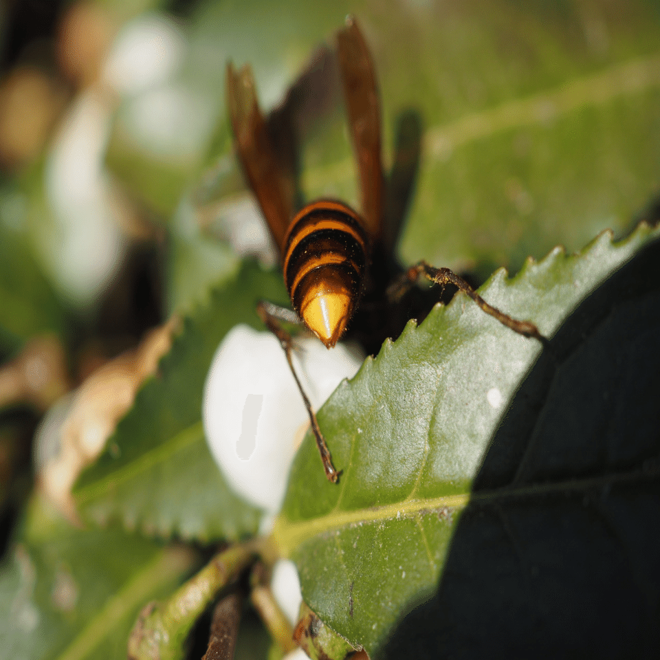 虫嫌いを克服させる千本ノック 265本目 コガタスズメバチ（小型雀蜂