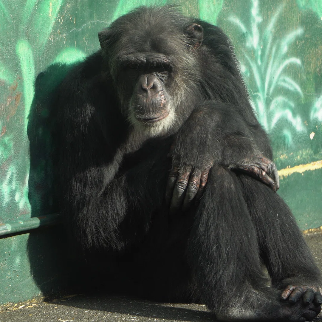 交流しないチンパンジー｜Izu Shaboten Zoo 202411｜Zoos For Conservation