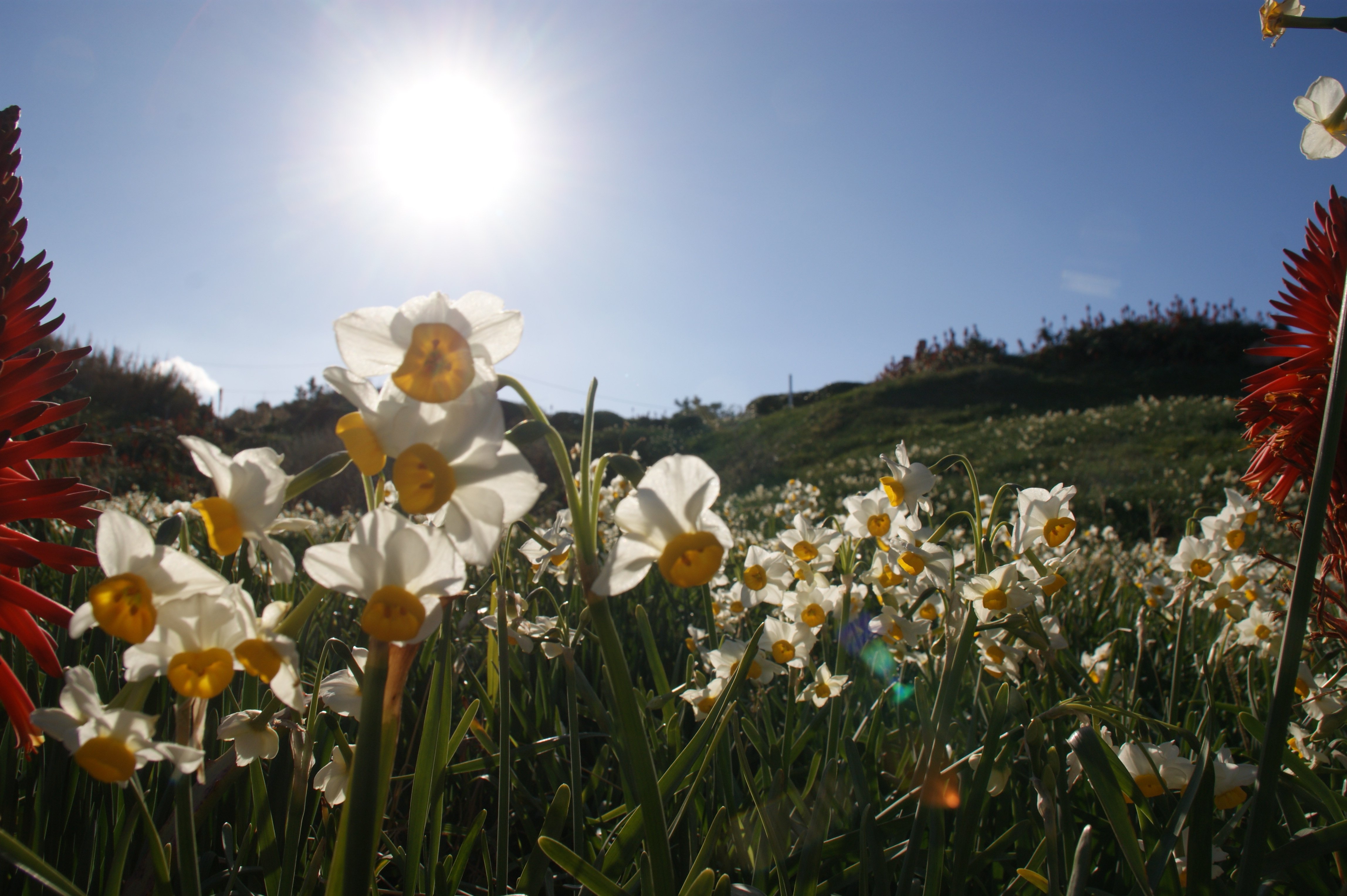伊豆の冬を彩る花のイベント～水仙まつり～｜伊豆の宿 蓮台寺温泉 清流荘