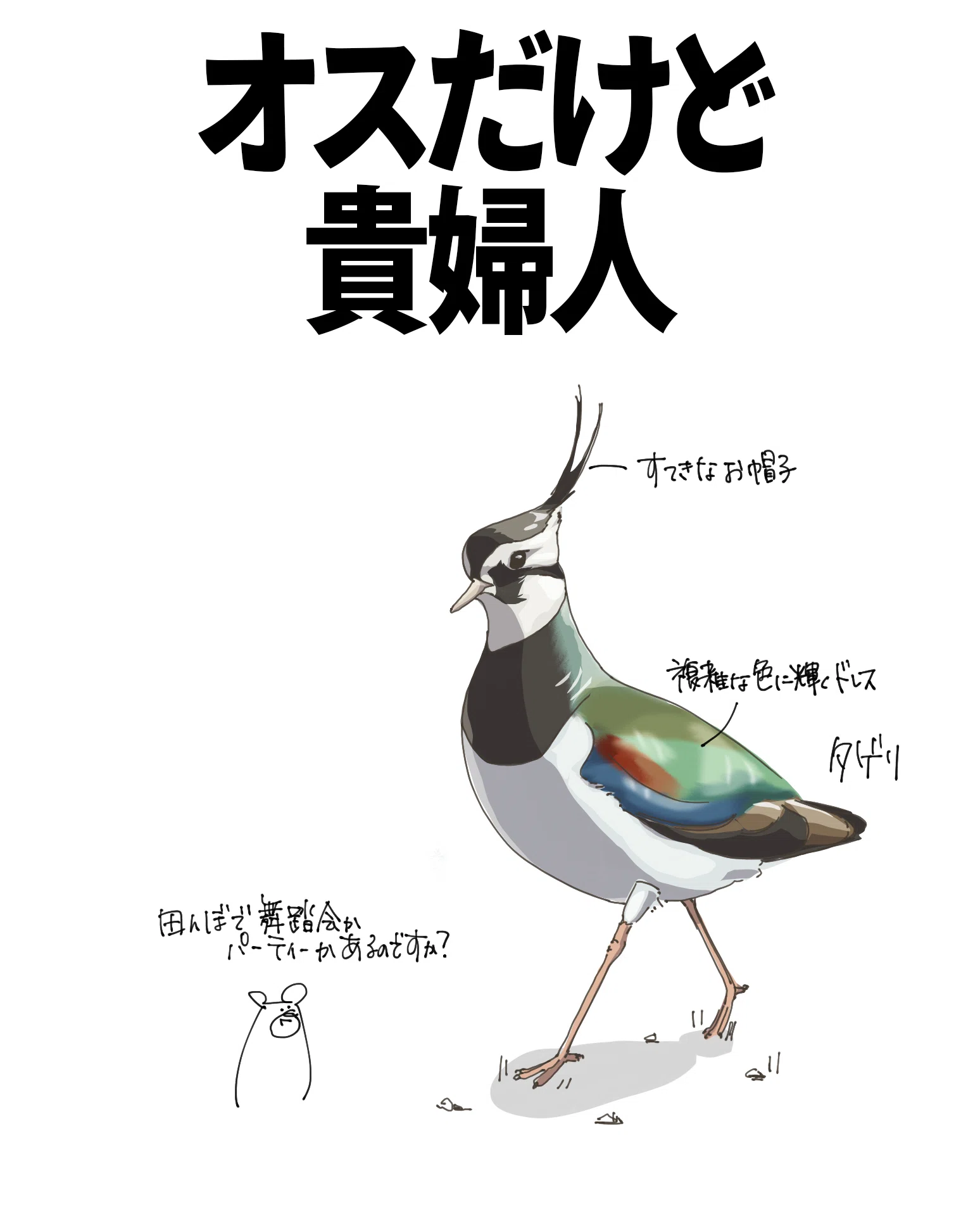 オスだけど貴婦人｜タゲリ｜くますけ｜自然ガイド・クリエイター