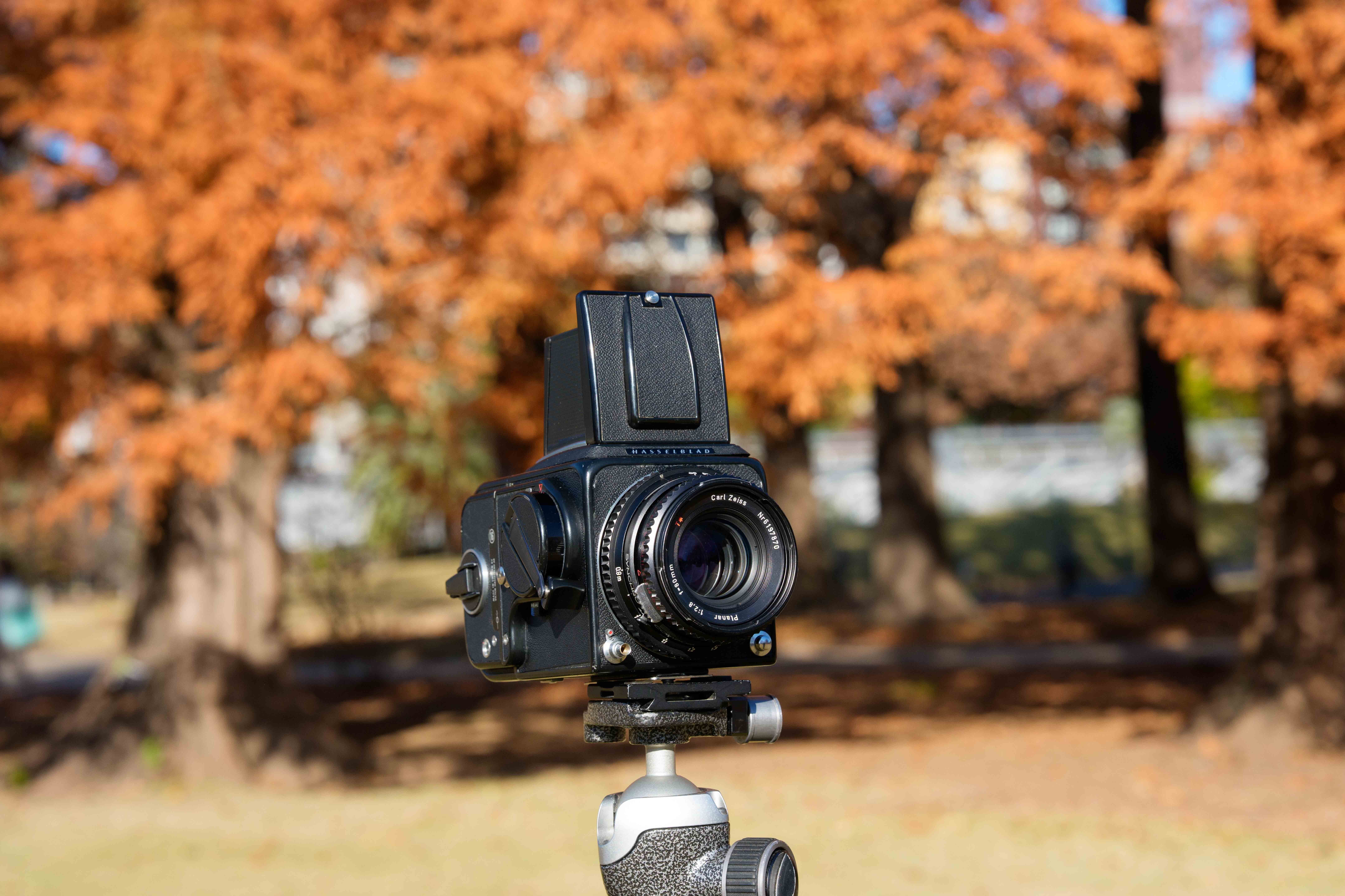 HASSELBLAD 500Cとリバイバルカラーのフィルムで撮る秋の新宿御苑