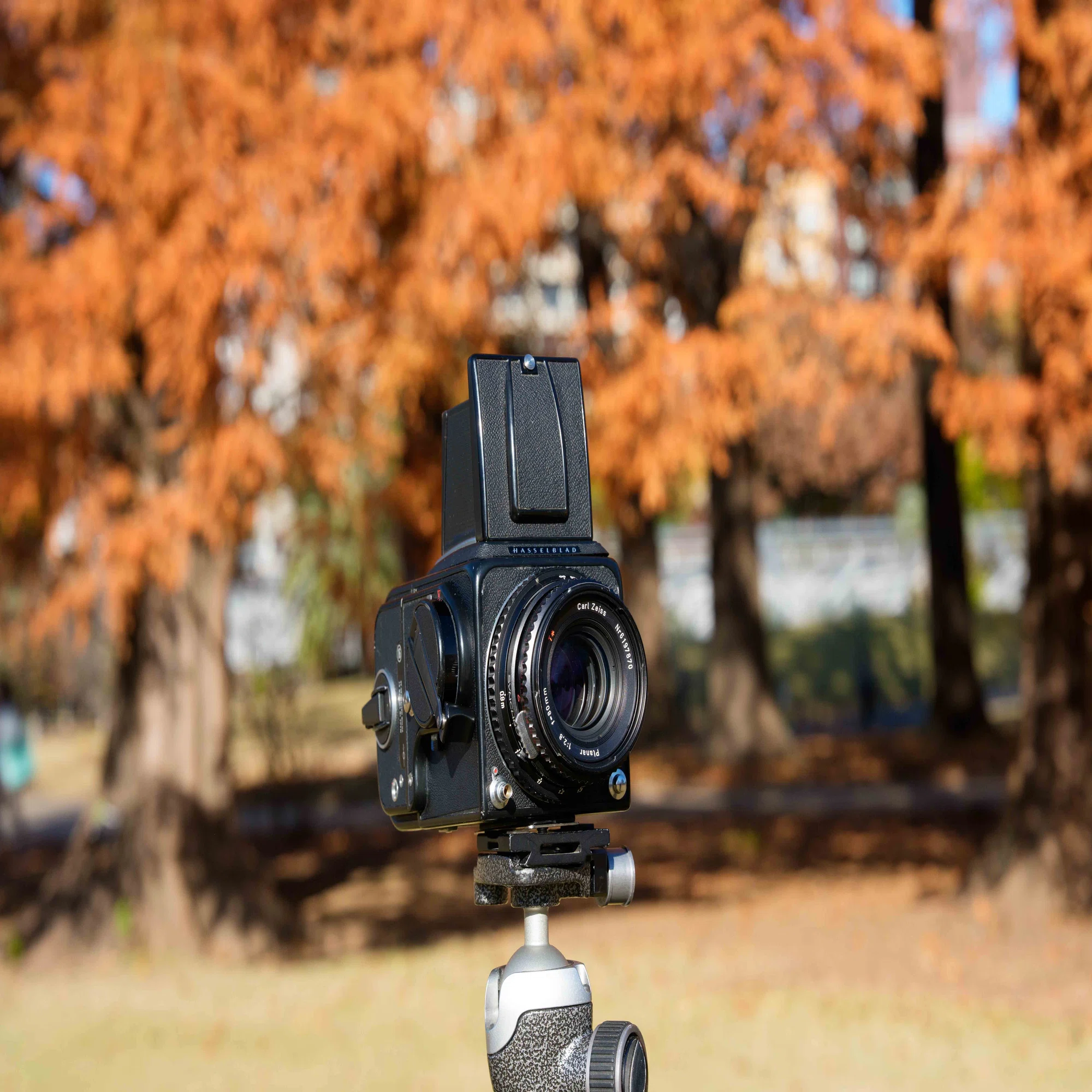 HASSELBLAD 500Cとリバイバルカラーのフィルムで撮る秋の新宿御苑 