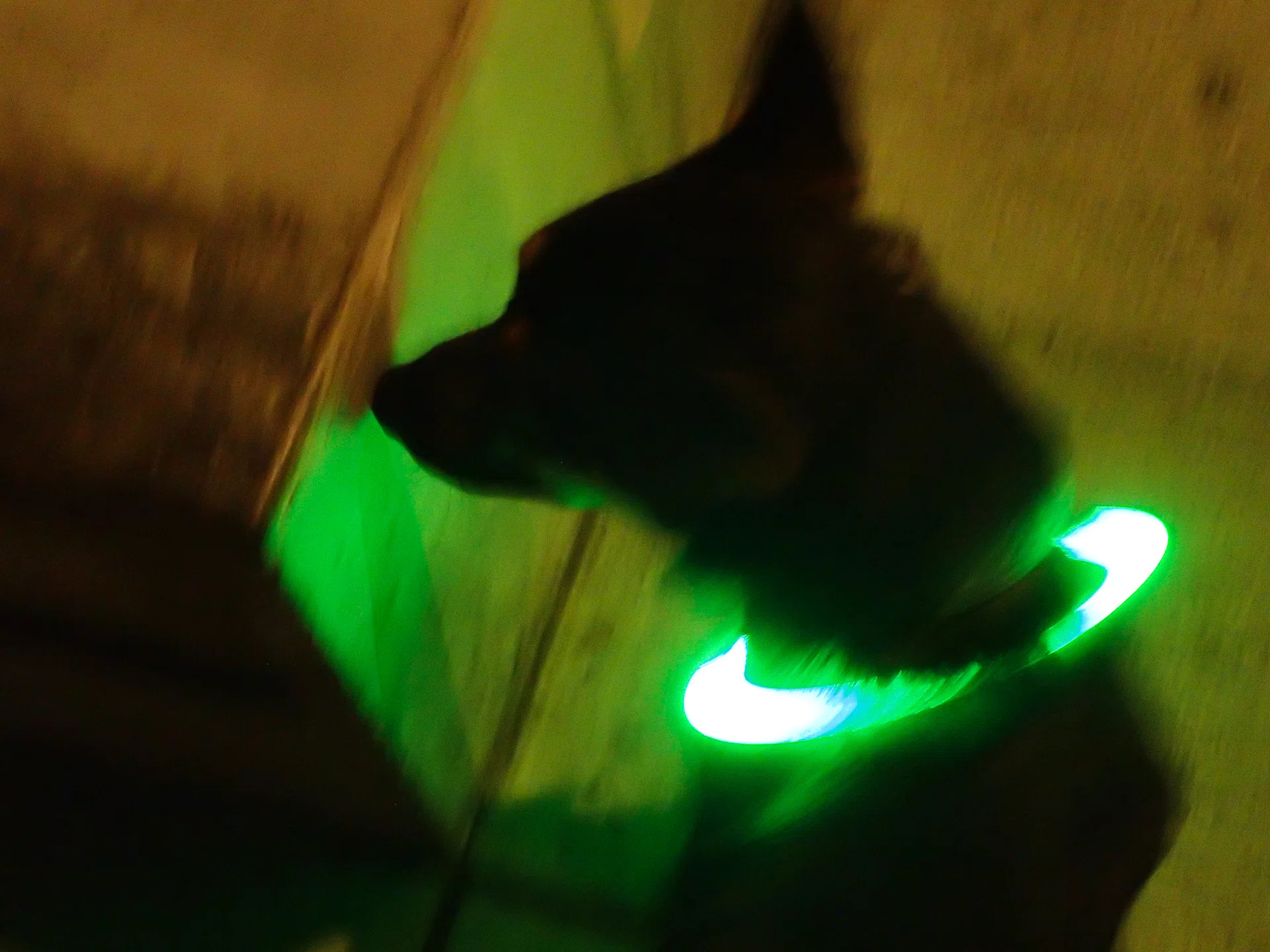長い犬よ夜の闇でも主張せよ｜松本和実｜サンフランシスコ暮らし