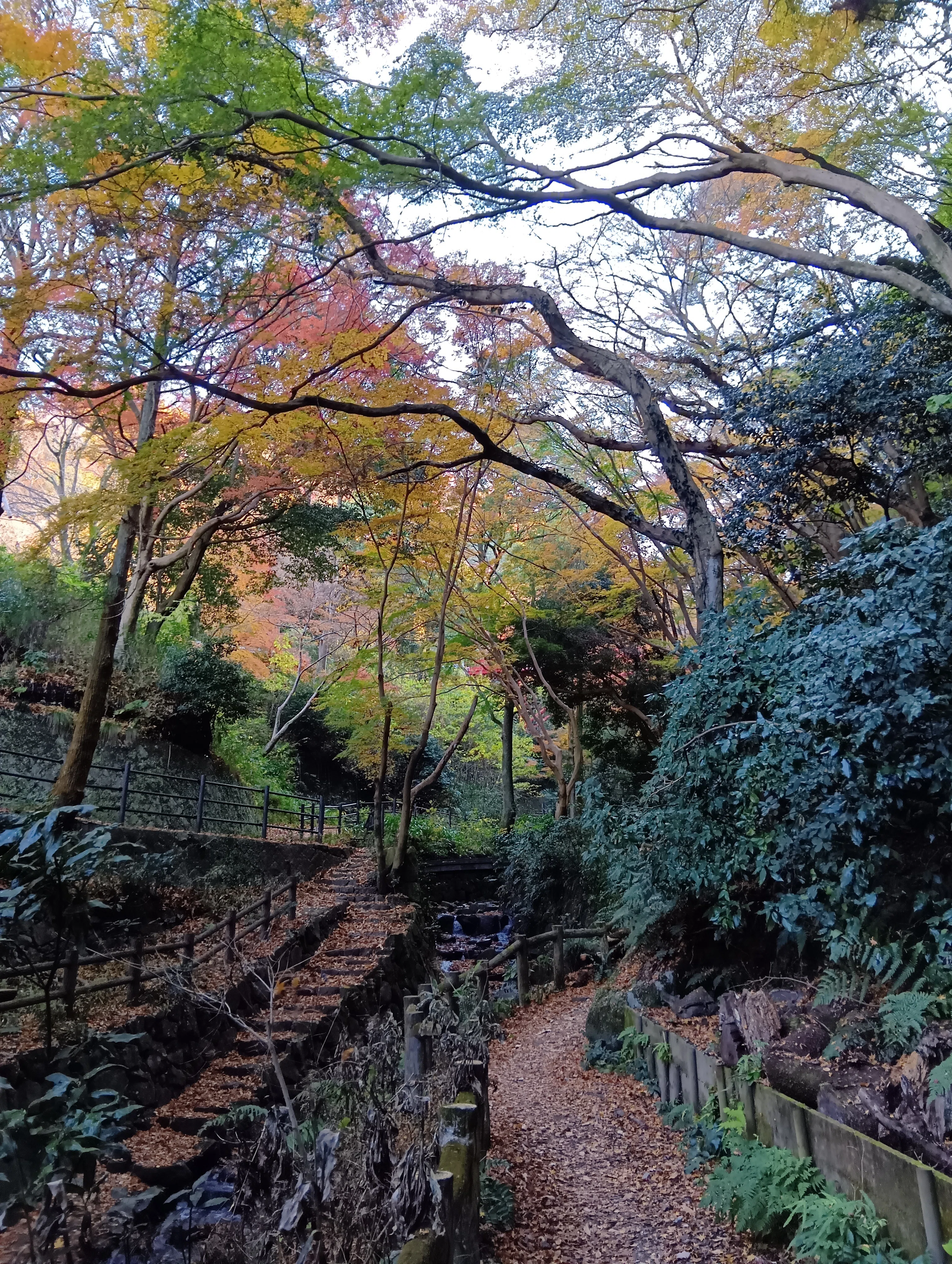 低山ハイク｜青空・落葉、生駒山。枚岡神社、摂河泉コース、生駒山上