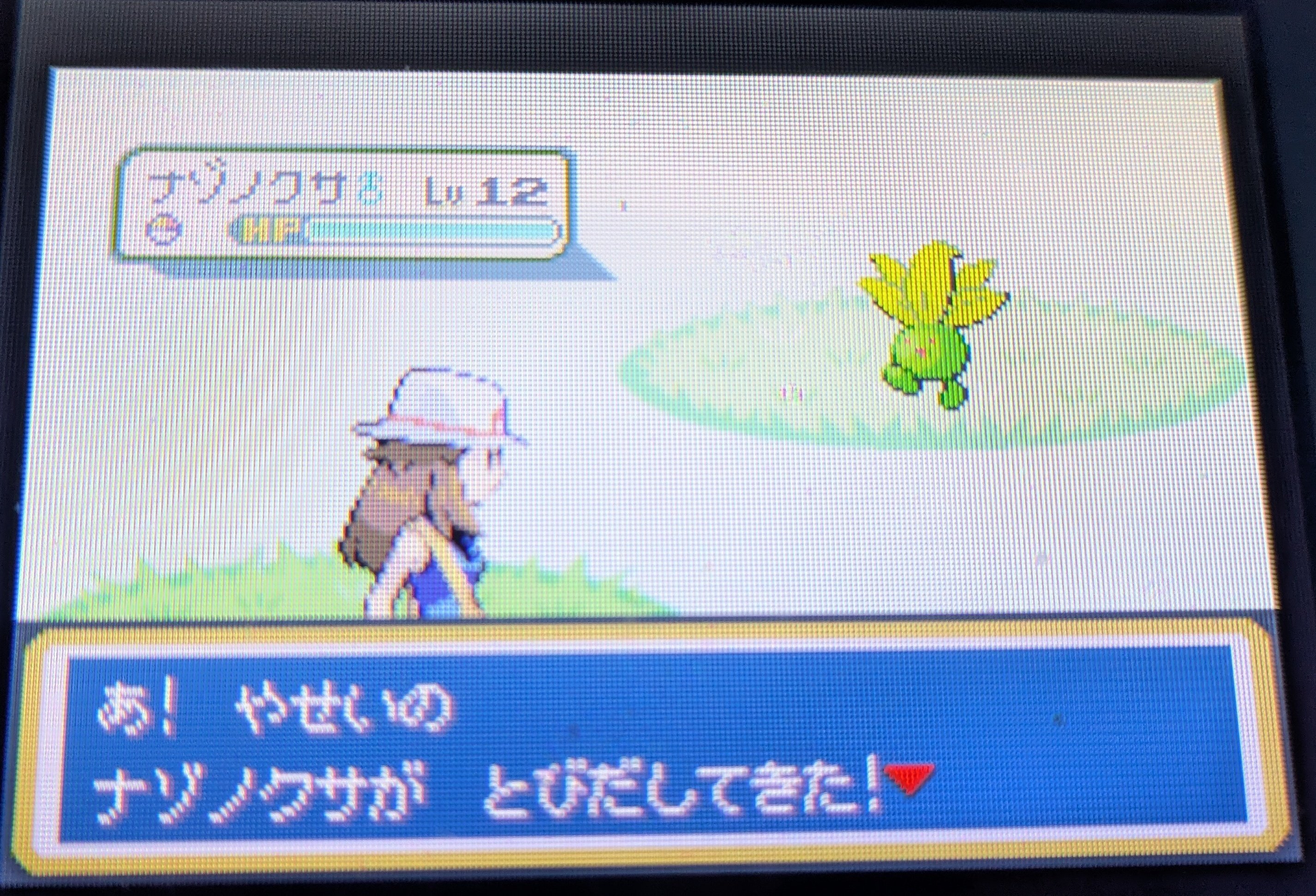 2025年の色違い粘り 総決算｜ミミカス